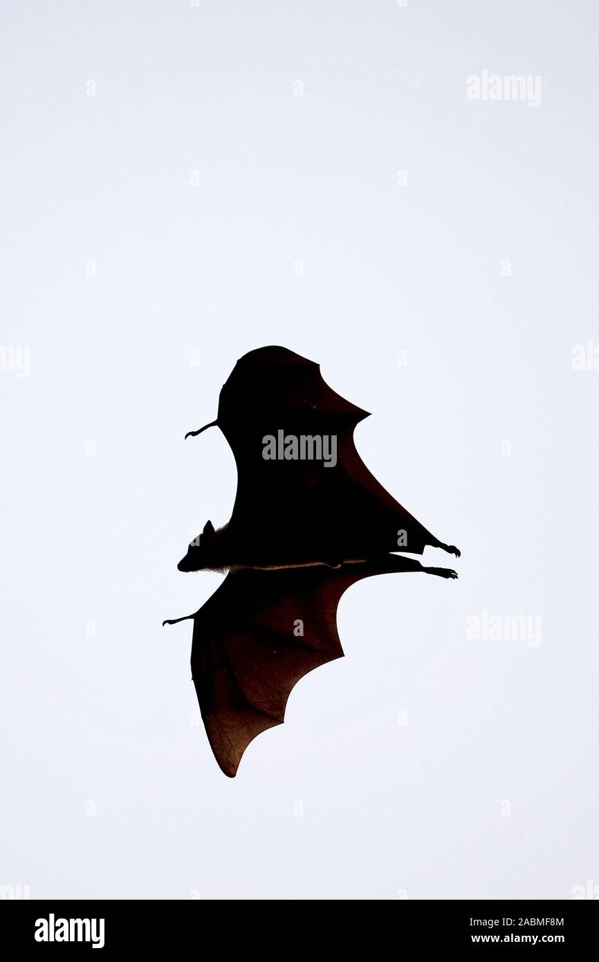 Indische Flying Fox (Pteropus giganteus) Stockfoto