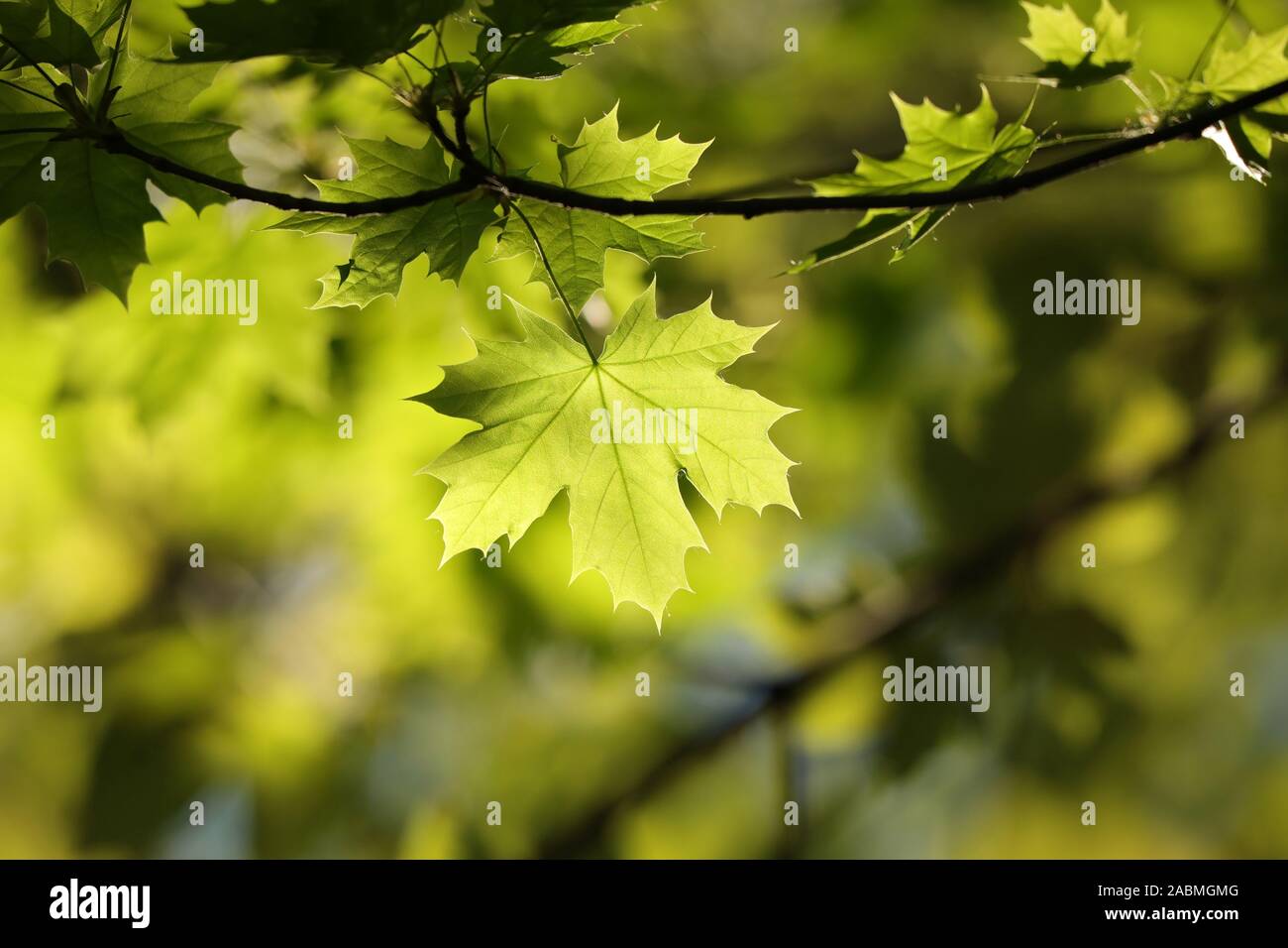Feder maple leaf auf einem Zweig in den Wald. Stockfoto