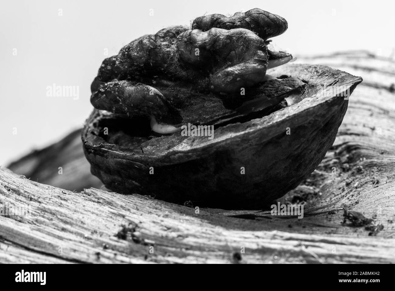 Schwarze und weiße Nahaufnahme Bild von der Frucht eines offenen Walnuss auf einem Zweig von trockenem Holz Stockfoto