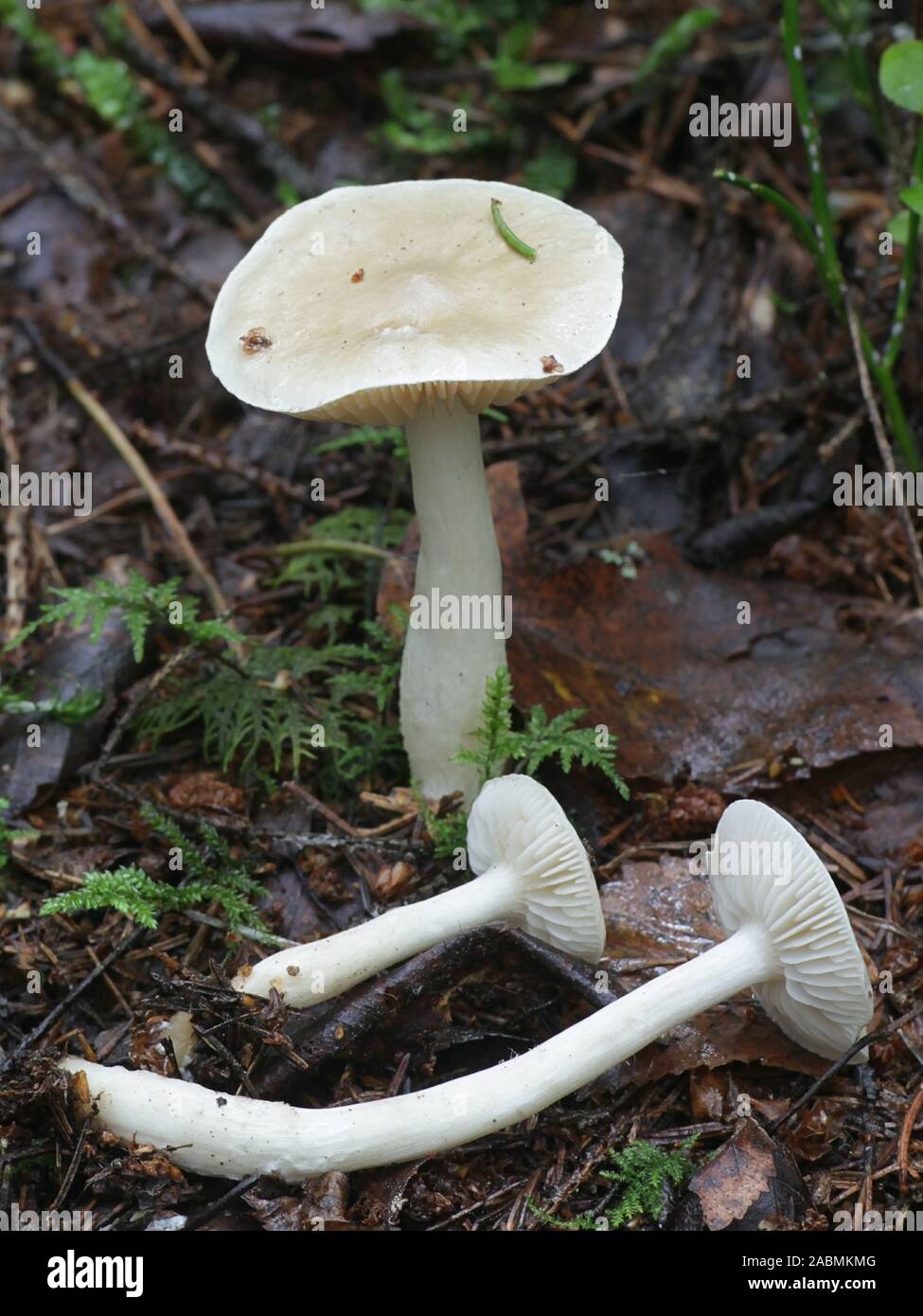 Tricholoma inamoenum, wie die GASSY Ritter bekannt, Wild Mushroom aus Finnland Stockfoto