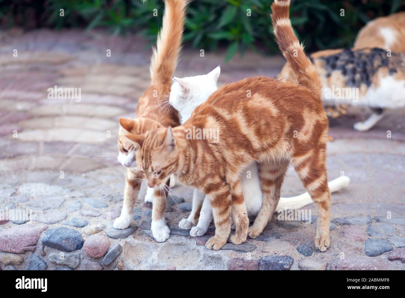 Heimatlose Katzen im Freien. Tierschutz Konzept Stockfoto