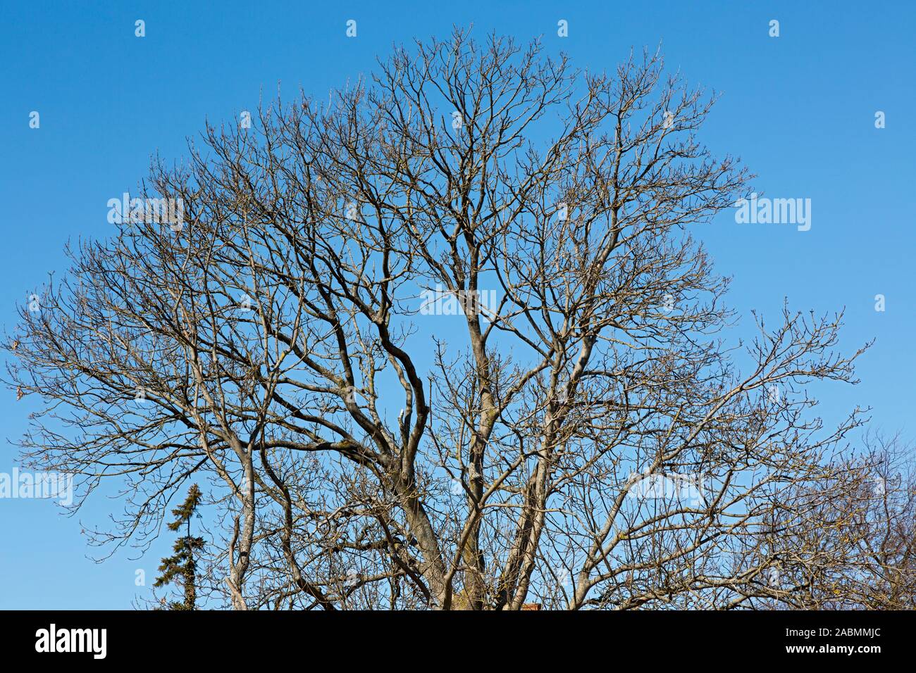 Baumkrone im Fruehling vor blauem Himmel bin Watt in Keitum auf Sylt Stockfoto