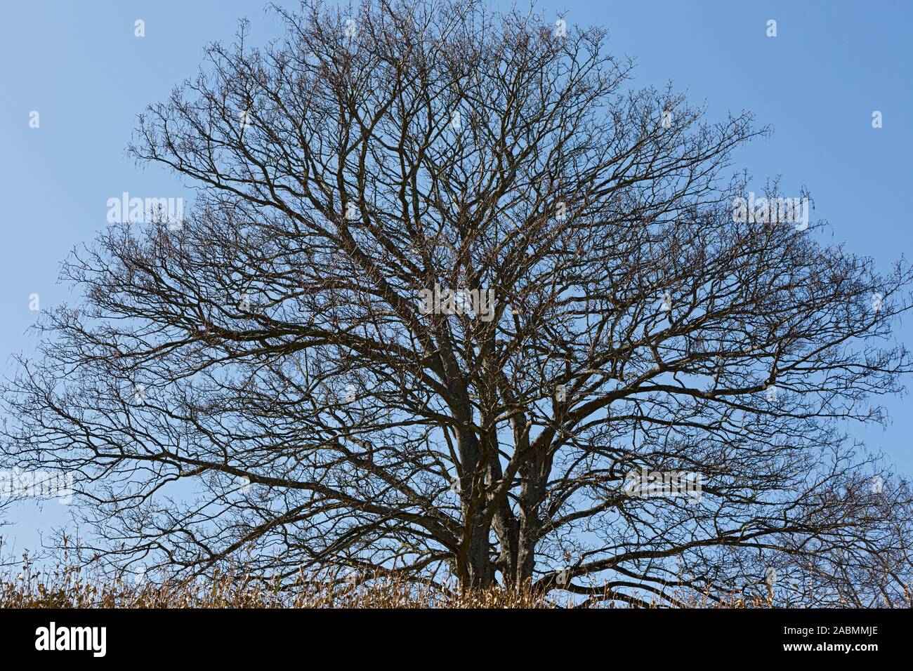 Baumkrone im Fruehling vor blauem Himmel bin Watt in Keitum auf Sylt Stockfoto