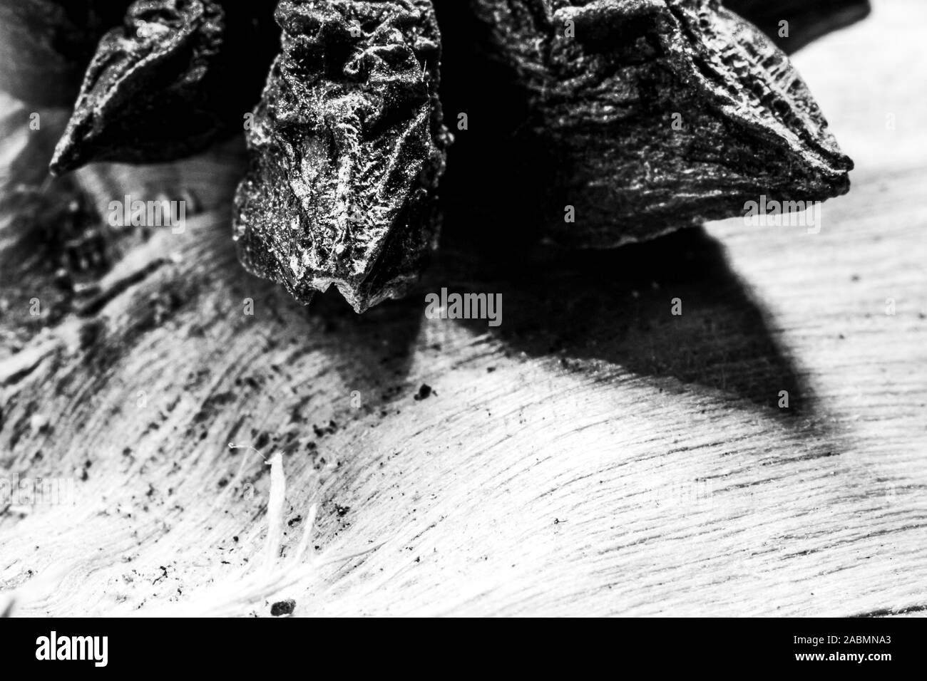 Schwarze und weiße Nahaufnahme Bild einer teilweisen Sternanis auf einem Zweig der trockenes Holz Stockfoto