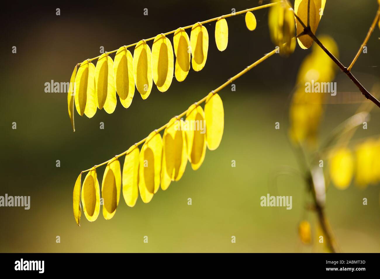 Amorpha fruticosa Herbst gelb unterlegte Blätter Stockfoto