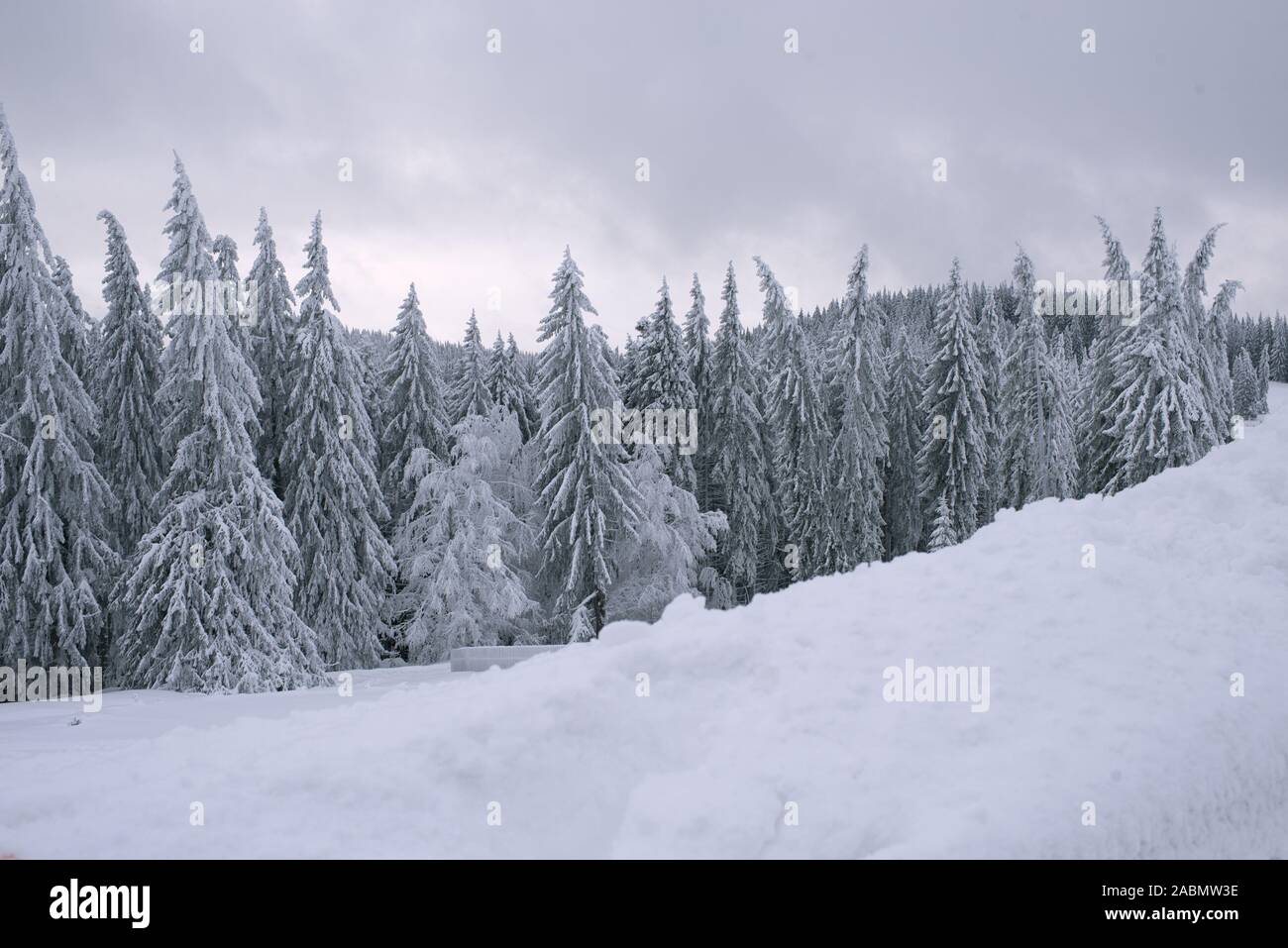 Schöne Aussicht auf die Landschaft im Winter. Frostige Kiefern, Schnee, gefrorener Zaun. Kalte, bewölkte Winterzeit. Farbenfroher weihnachtsuntergang Stockfoto