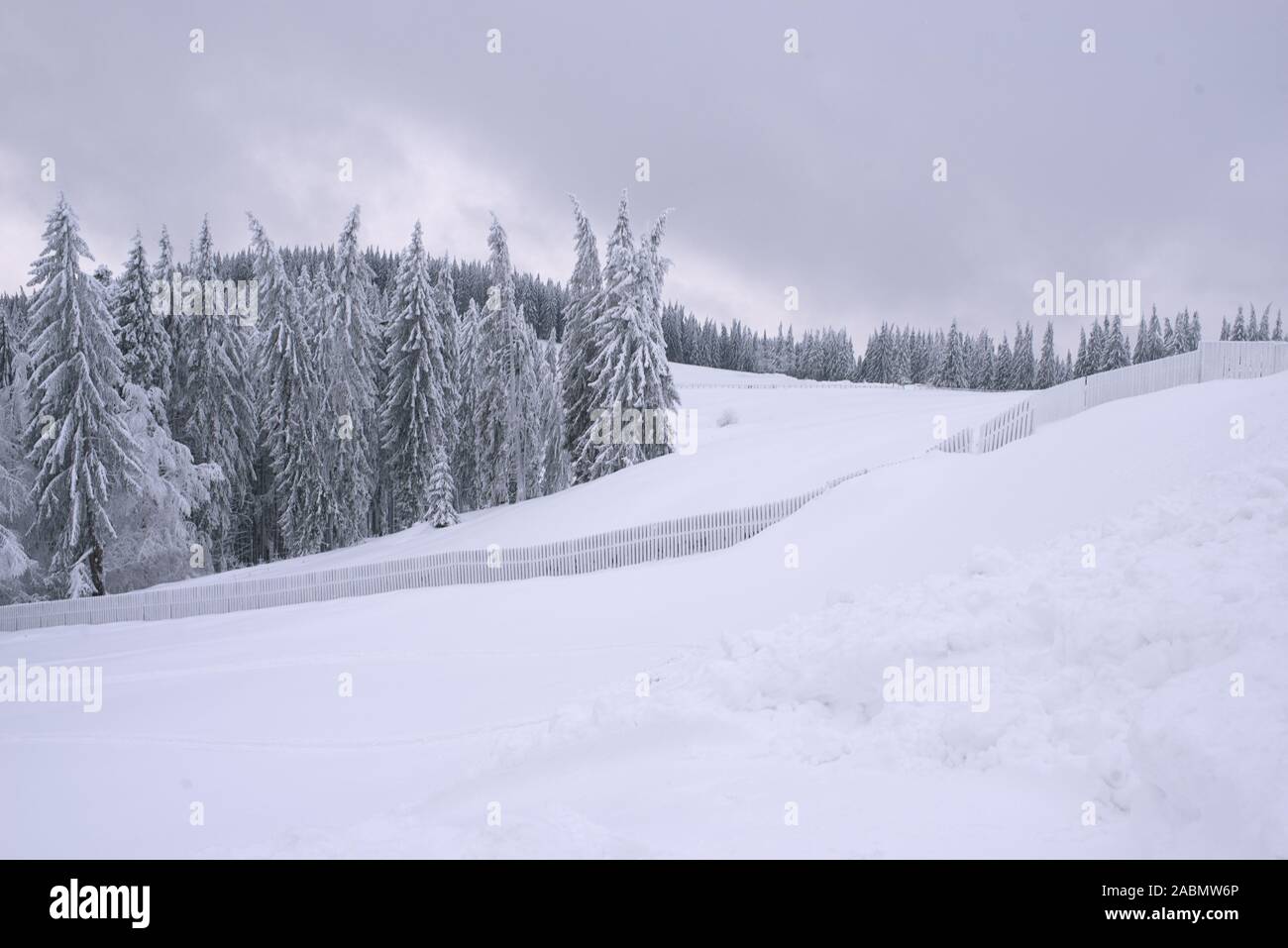 Schöne Aussicht auf die Landschaft im Winter. Frostige Kiefern, Schnee, gefrorener Zaun. Kalte, bewölkte Winterzeit. Farbenfroher weihnachtsuntergang Stockfoto