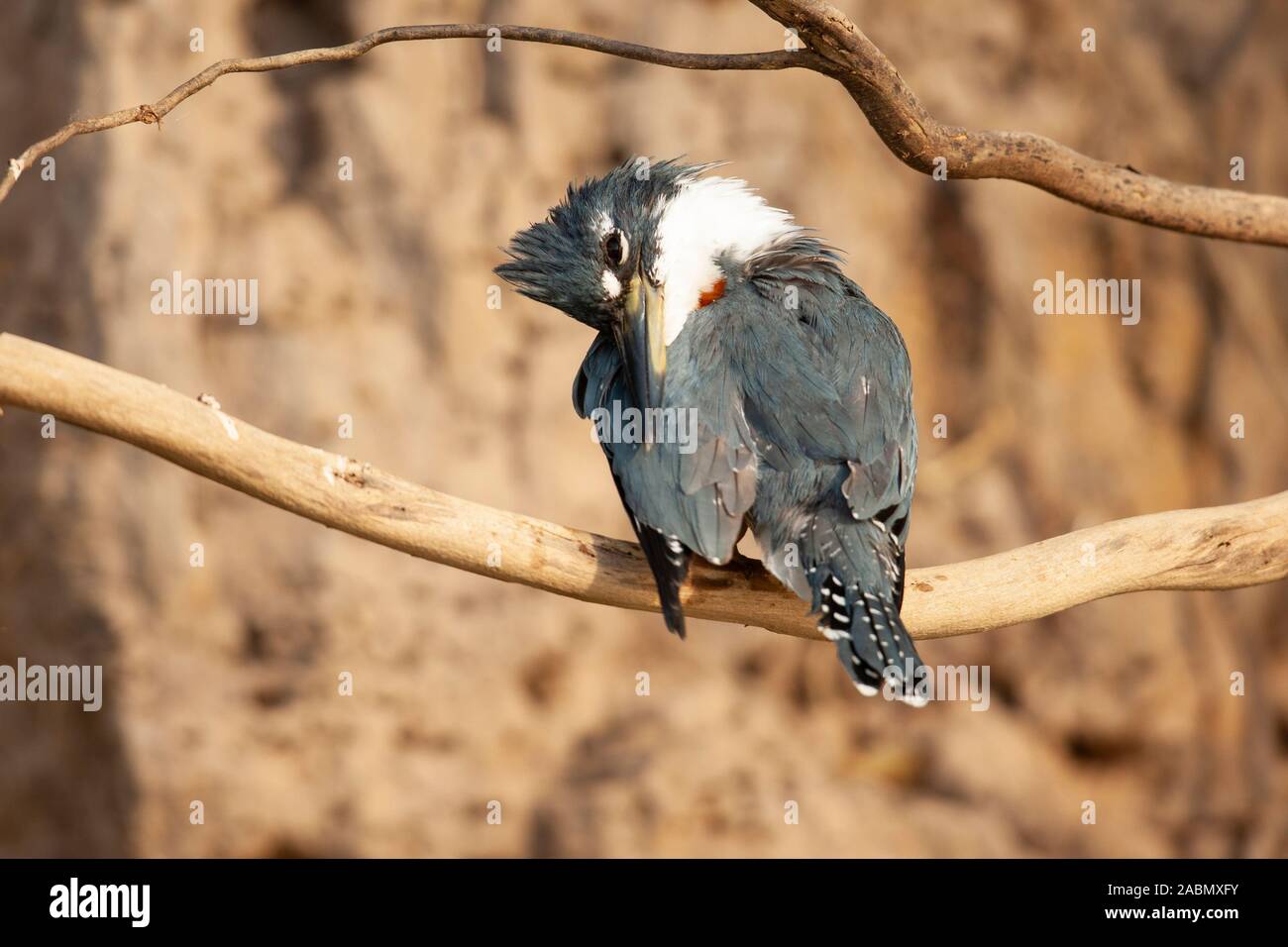 Beringter Kingfisher (Megaceryle Torquata) Stockfoto