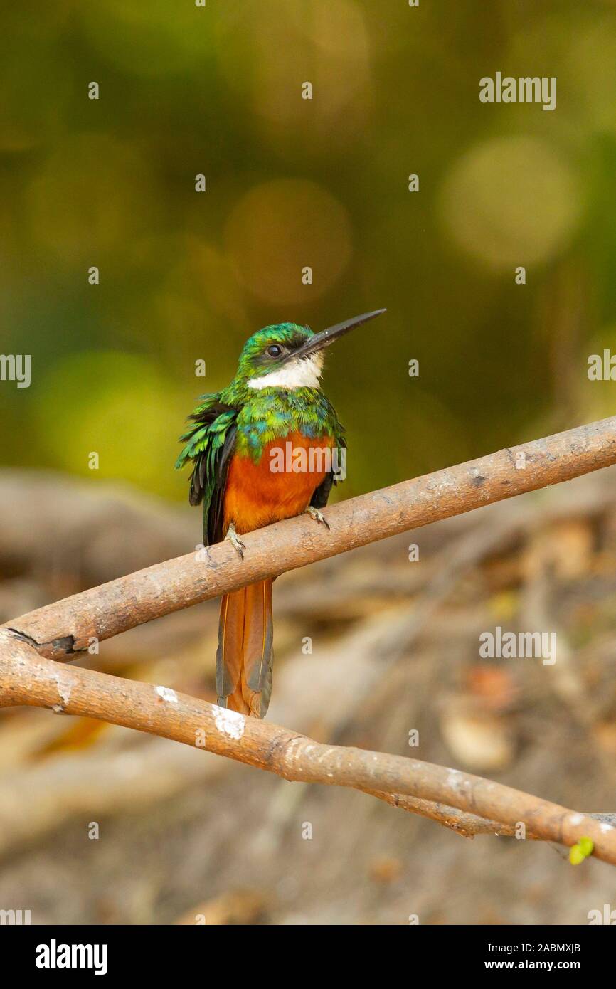 Rufous-tailed Jacamar (Galbula Ruficauda) Stockfoto