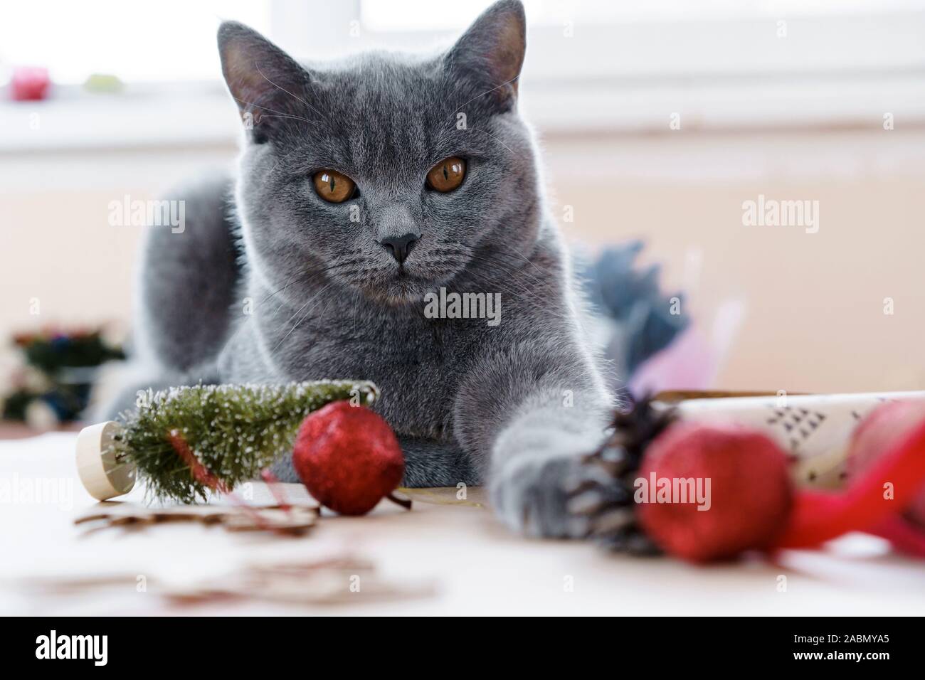 Porträt einer grauen britische Katze gerade eine Verpackung von Weihnachtsgeschenke Stockfoto