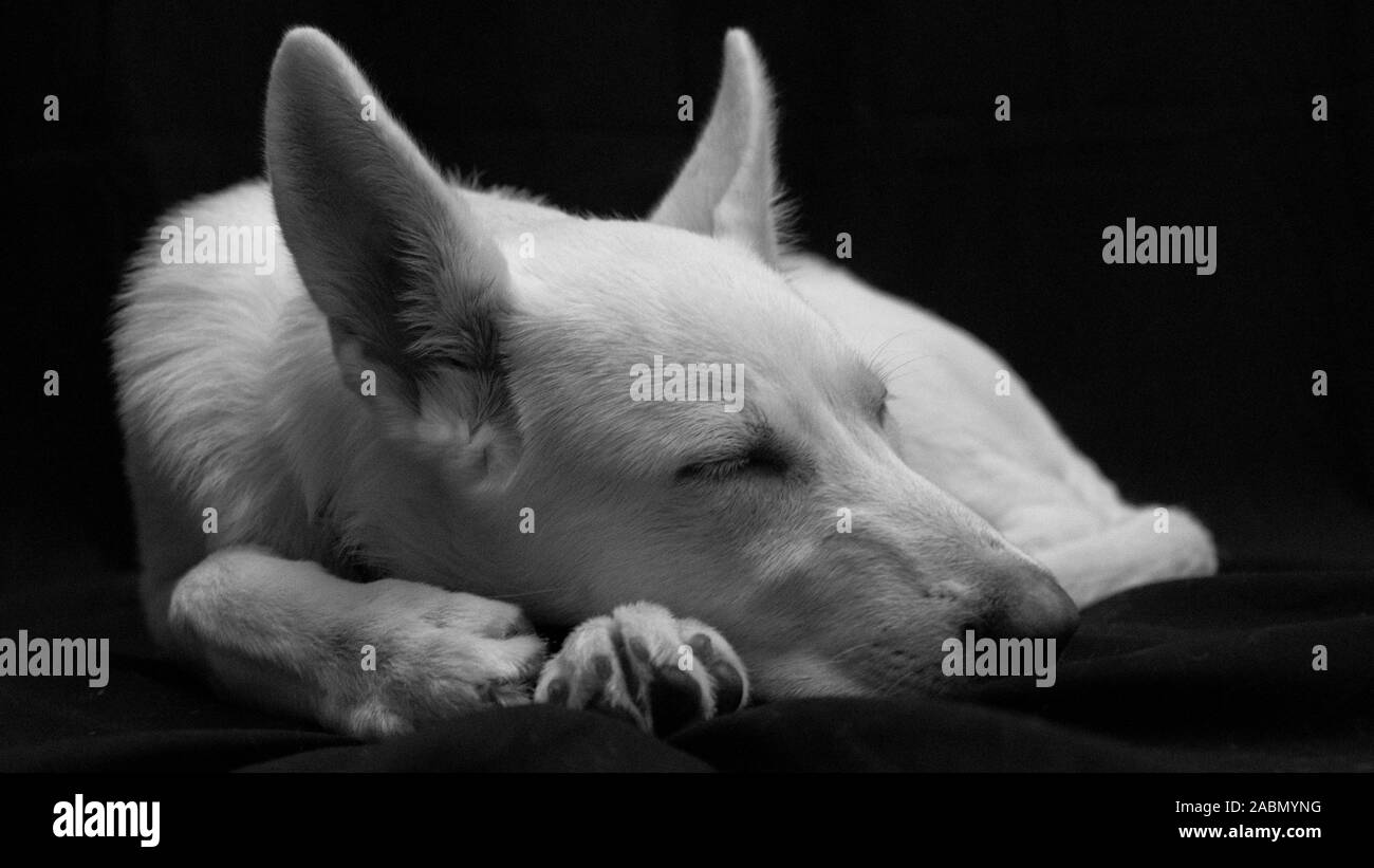 Schlafen weißen Schäferhund Stockfoto