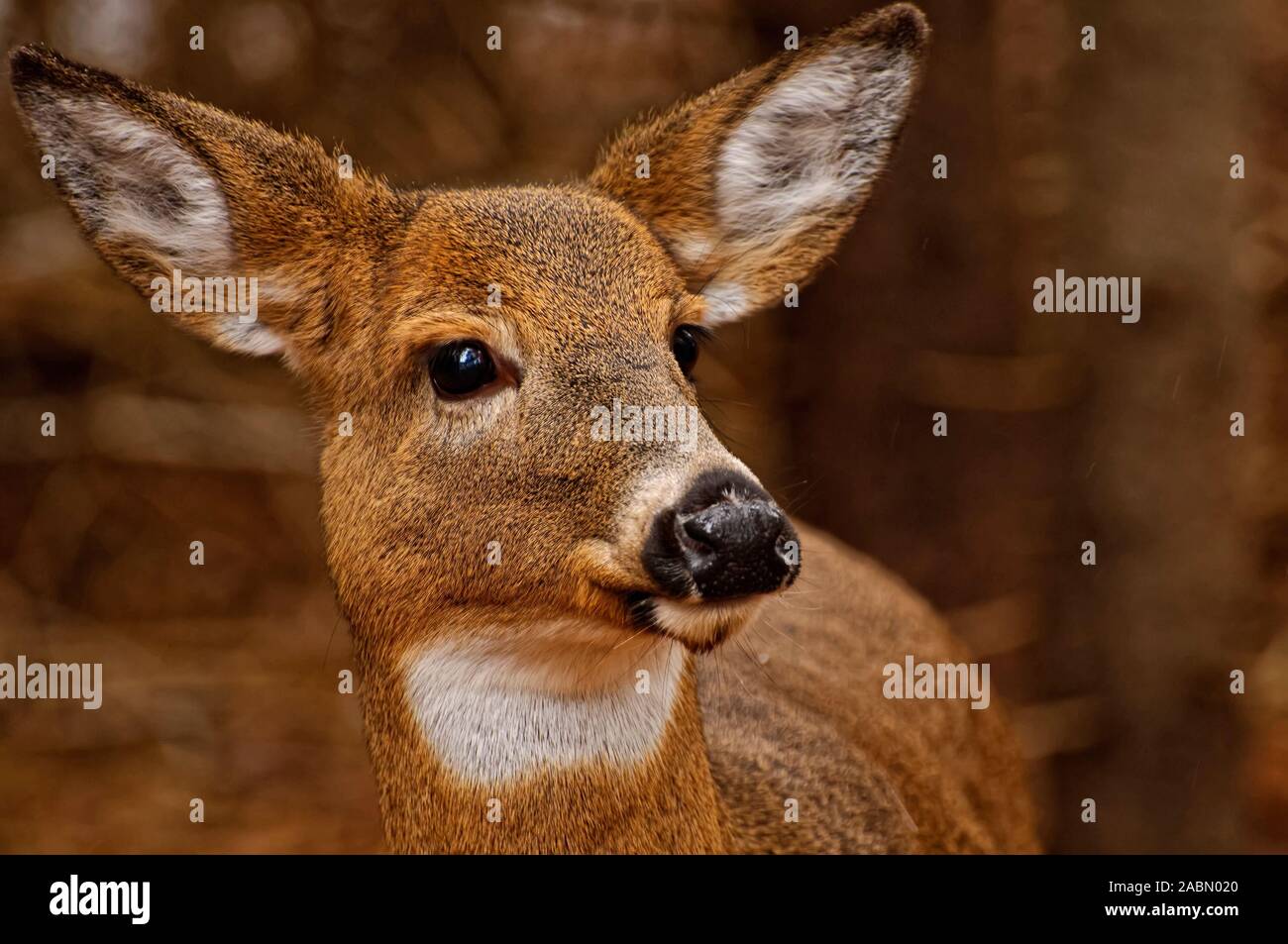 Weißwedelhirsche doe Portrait. Stockfoto