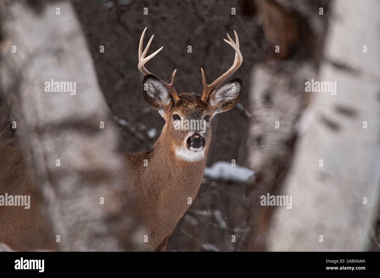 Weißwedelhirsche Bock durch zwei Birke Baumstämme gerahmt Stockfoto