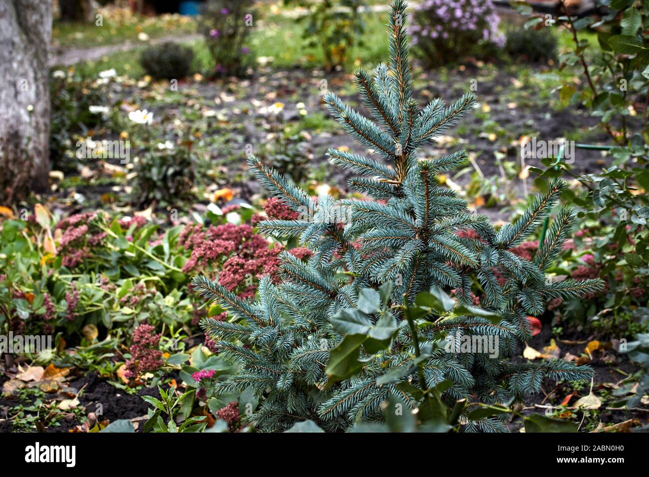 Kleine nadelholz Grüner Baum im Herbst Garten Stockfoto