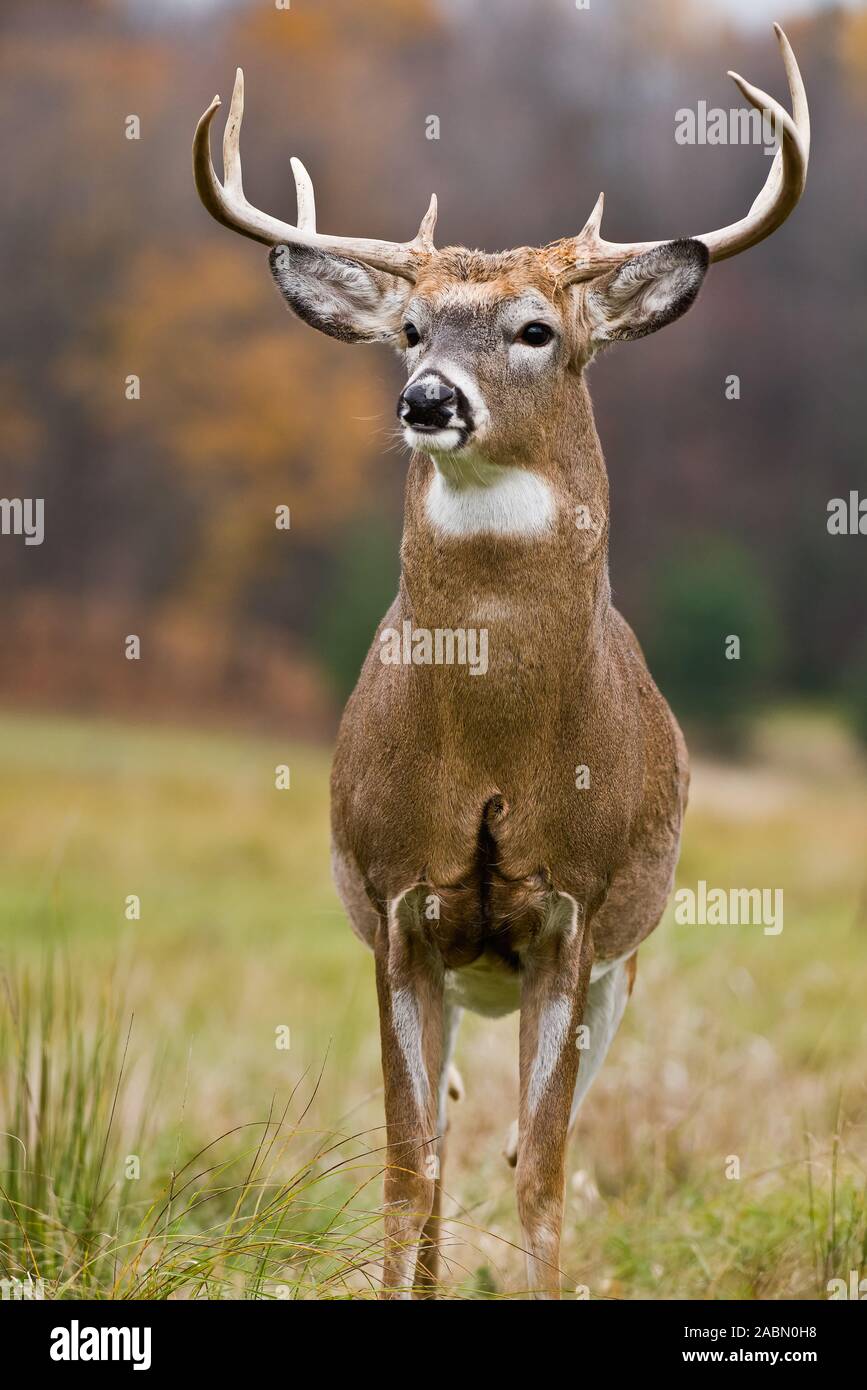 Weißwedelhirsche Buck Stockfoto