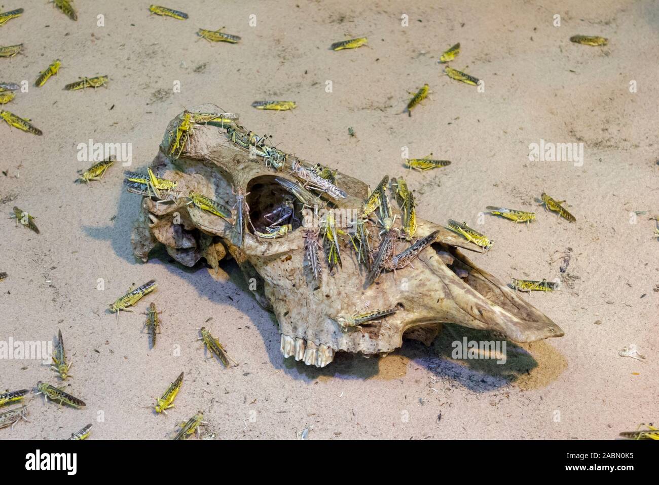 Invasion der Heuschrecken, Grün und Braun Heuschrecken bleiben auf einem rooten Kuh Schädel Erntegut verschlingende Insekt Stockfoto