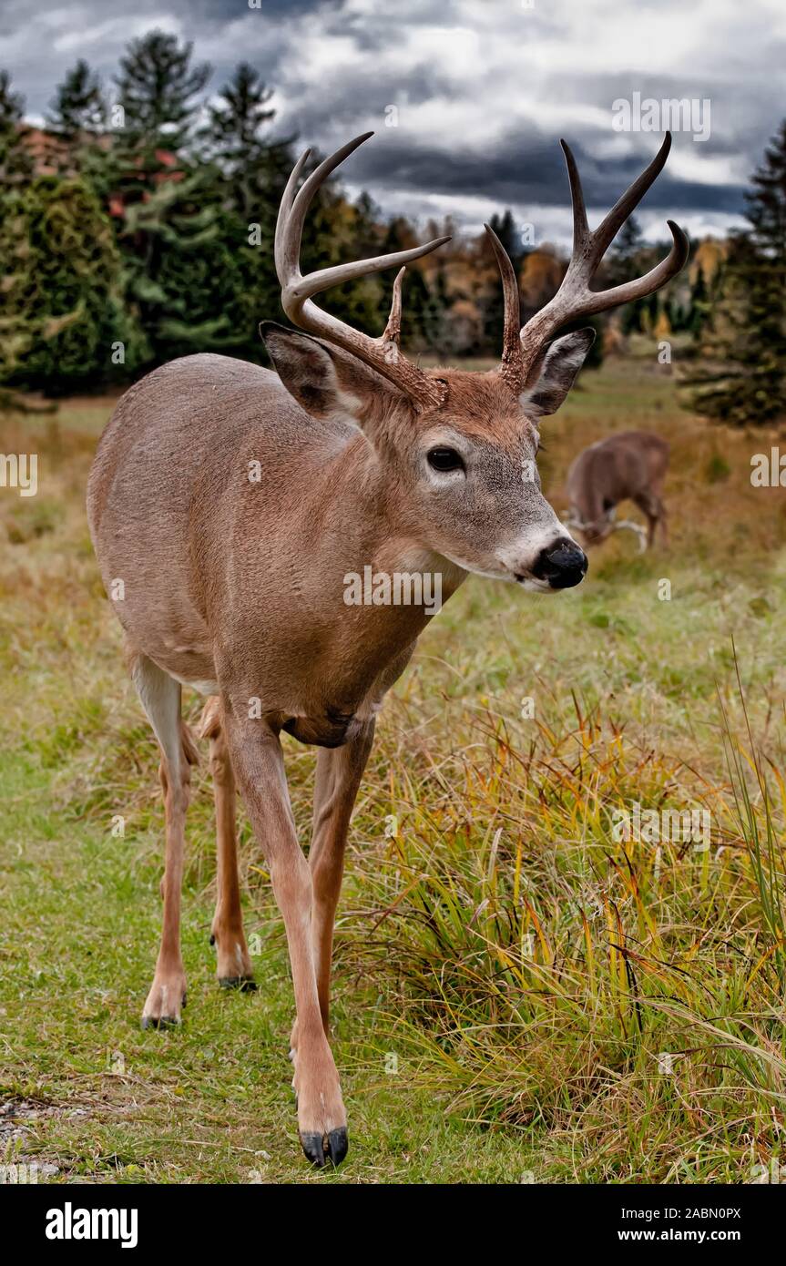 Weißwedelhirsche Buck. Stockfoto