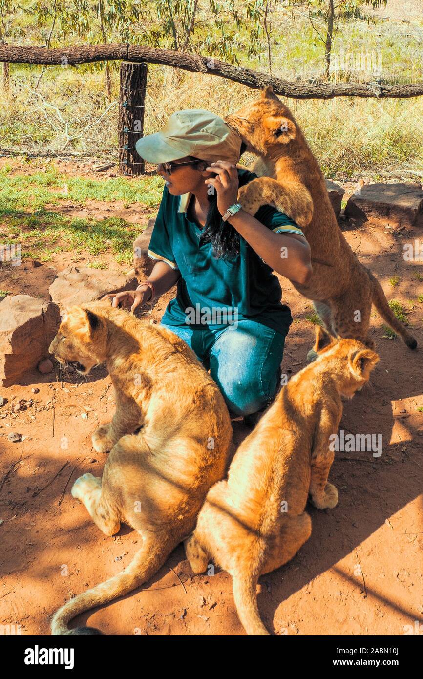 Afrikanische Frau zusammengekauert auf dem Boden und spielen mit 4 Monat alt der Löwinnen (Panthera leo) - Colin's Reiterinnen und Afrika in der Nähe von Cullinan, Südafrika Stockfoto