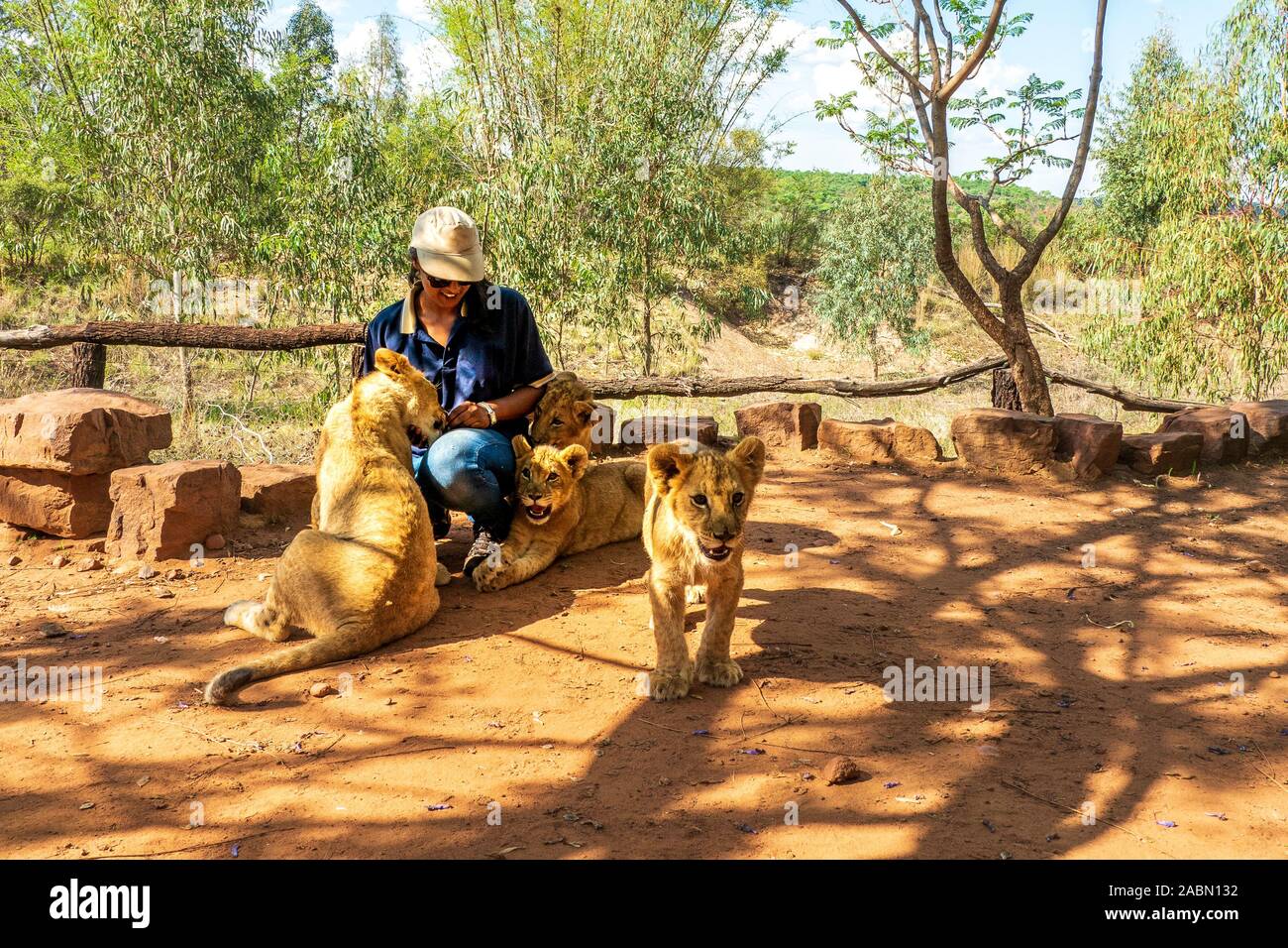 Afrikanische Frau zusammengekauert auf dem Boden und spielen mit 4 Monat alt der Löwinnen (Panthera leo) - Colin's Reiterinnen und Afrika in der Nähe von Cullinan, Südafrika Stockfoto