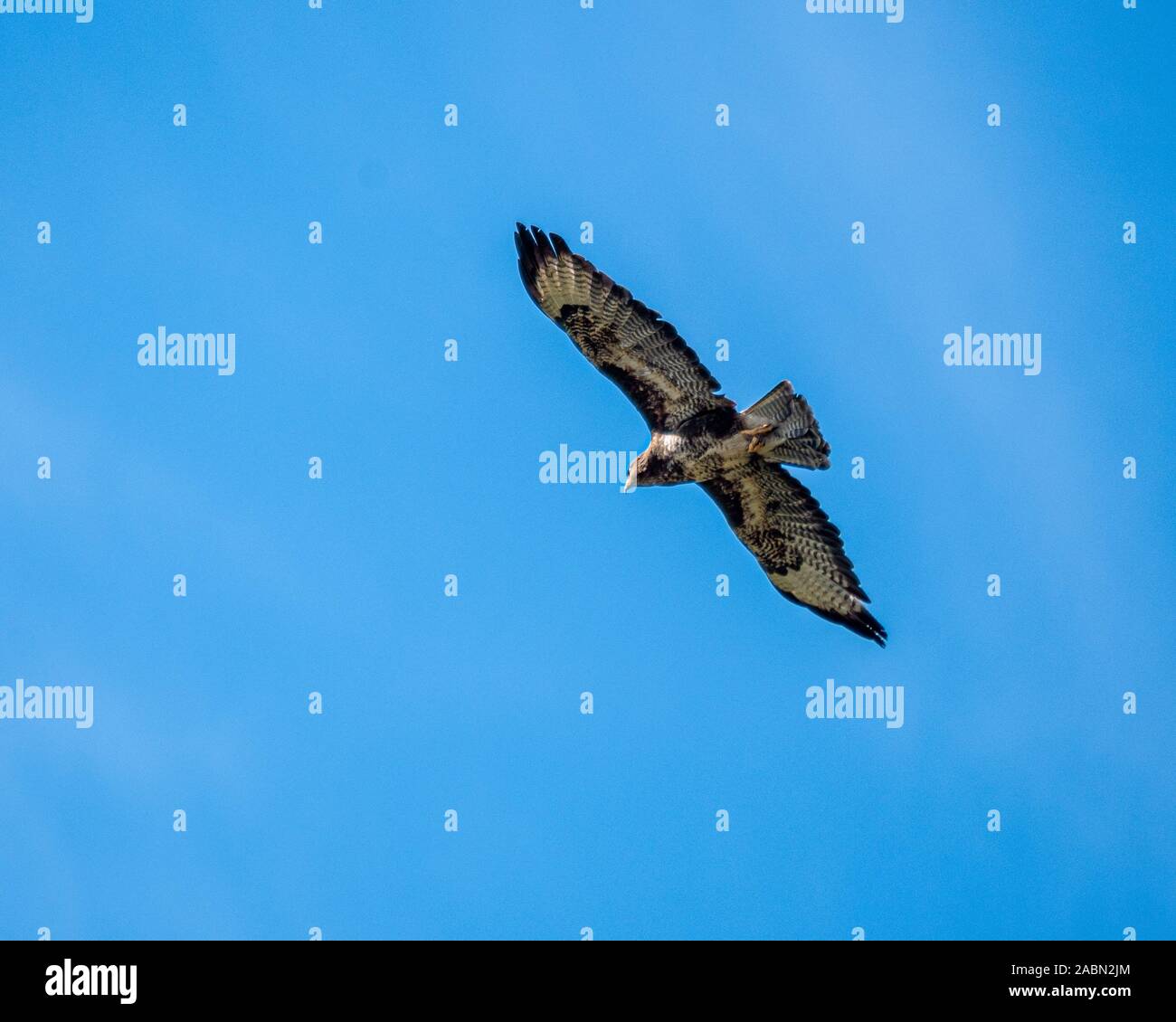 Osprey fliegen durch die Luft, Stockfoto