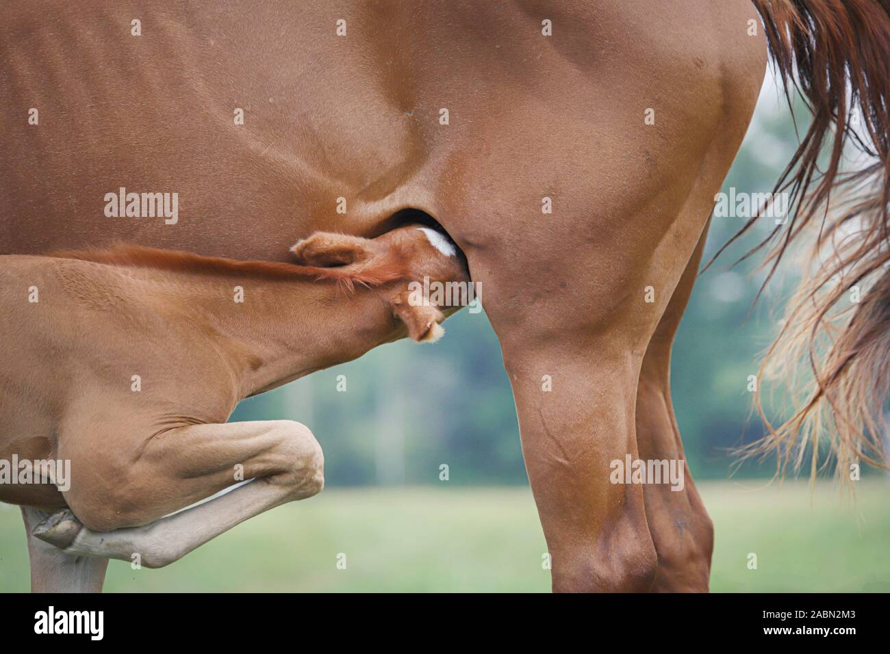 Stute und Fohlen Pferd Stockfoto