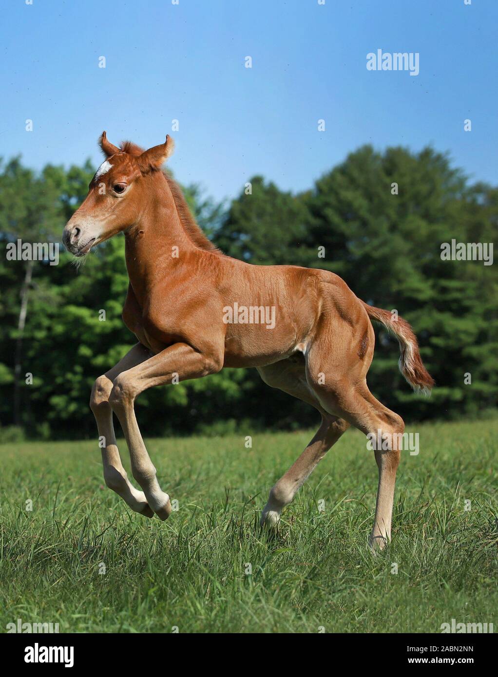 Stute und Fohlen Pferd Stockfoto