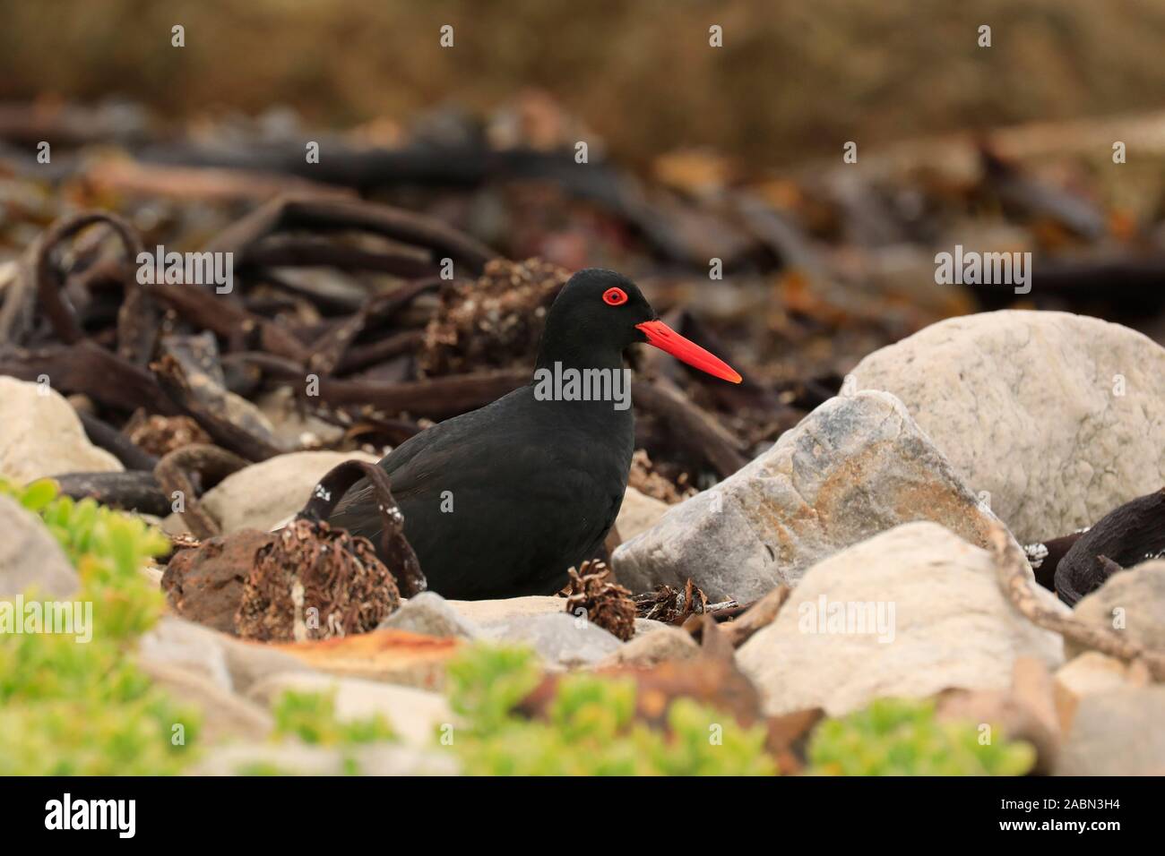 Ein afrikanischer Schwarzer Austernfischer (Haematopus moquini) am Stony Point, Betty's Bay, Südafrika. Stockfoto