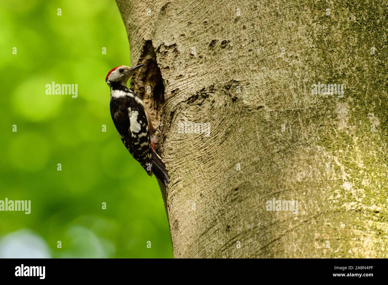 Mitte Buntspecht (Leiopicus medius) an der Verschachtelung Bohrung eines Schwarzspecht, Wildlife, Europa thront. Stockfoto