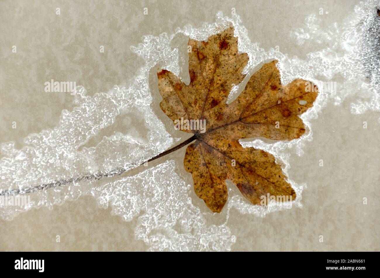 Dead & Brown Field Maple Leaf, Acer campestre, Silhoetted in Eis, die deutliche Maple Leaf Form Stockfoto