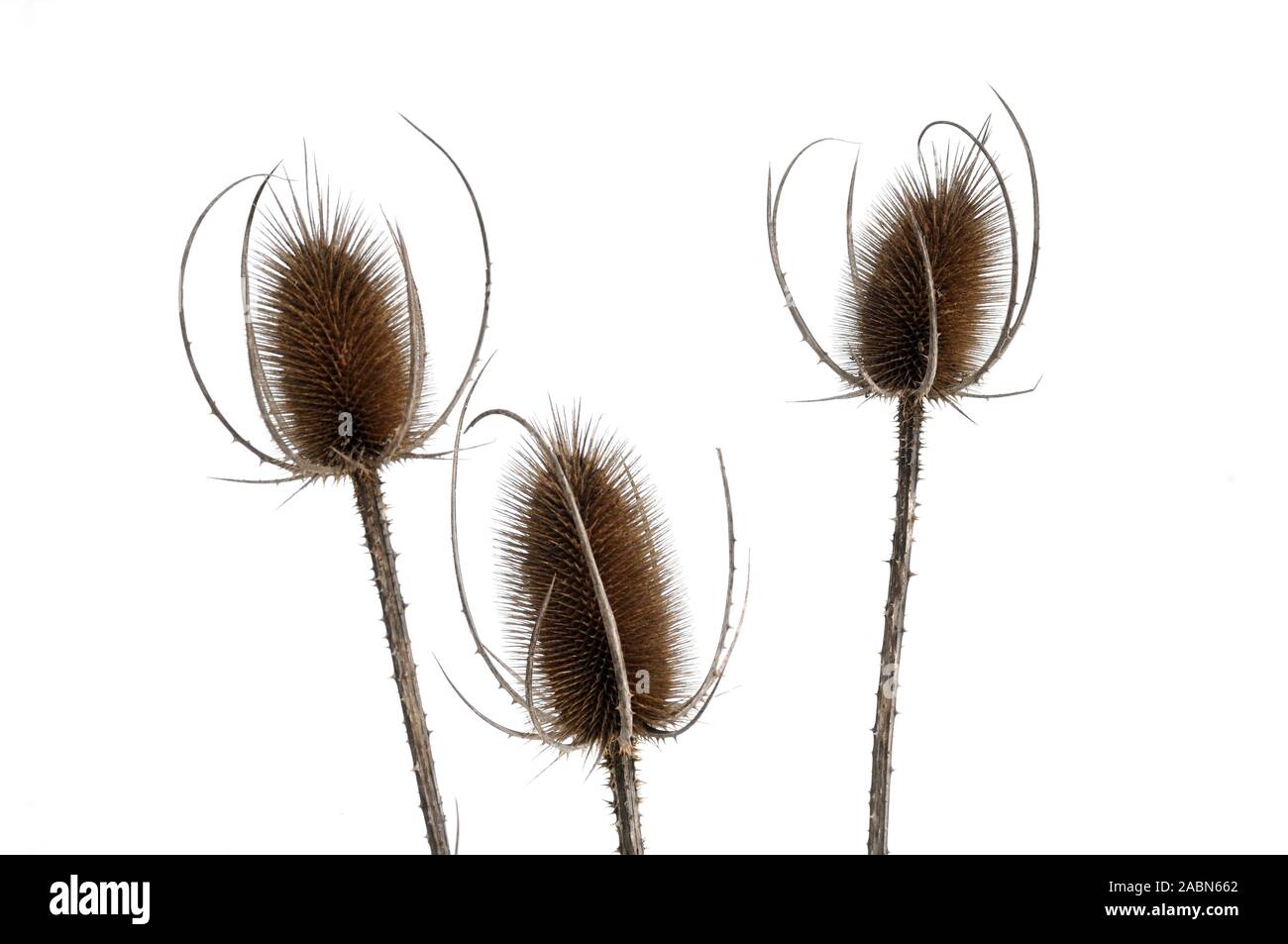 Getrocknete gemeinsame Karde, Wilde Karde oder Karde Dipsacus fullonum, Köpfe, oder Thistle Köpfe Silhouette gegen Schnee oder weißer Hintergrund Stockfoto