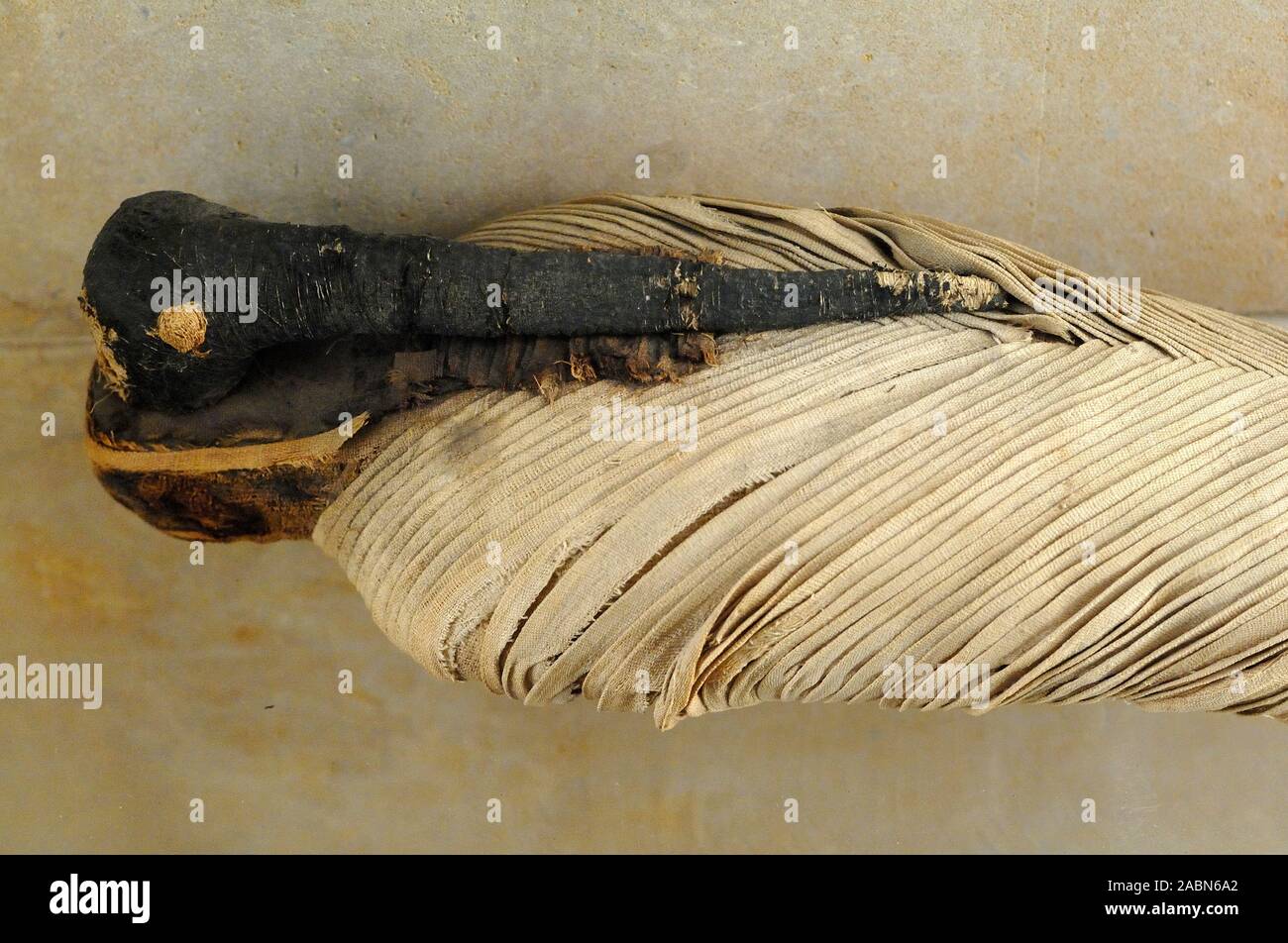 Mumie des Heiligen Ibis, Altes Ägypten im Archäologischen Museum des Centre de La Vieille Charité Marseille Frankreich Stockfoto