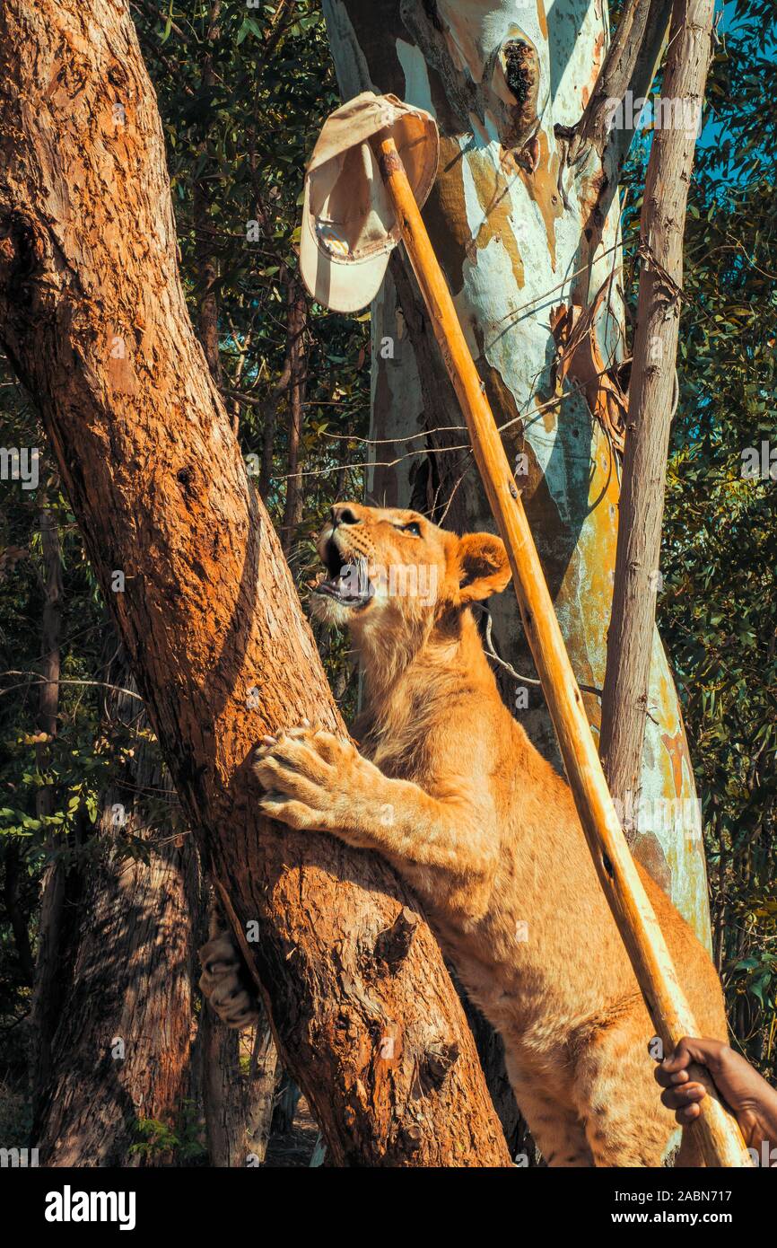 Frau necken einen 8 Monate alten junior Löwe (Panthera leo), die mit einem Deckel auf einem Stick und provoziert er den Baum - Centurion, Südafrika zu klettern Stockfoto