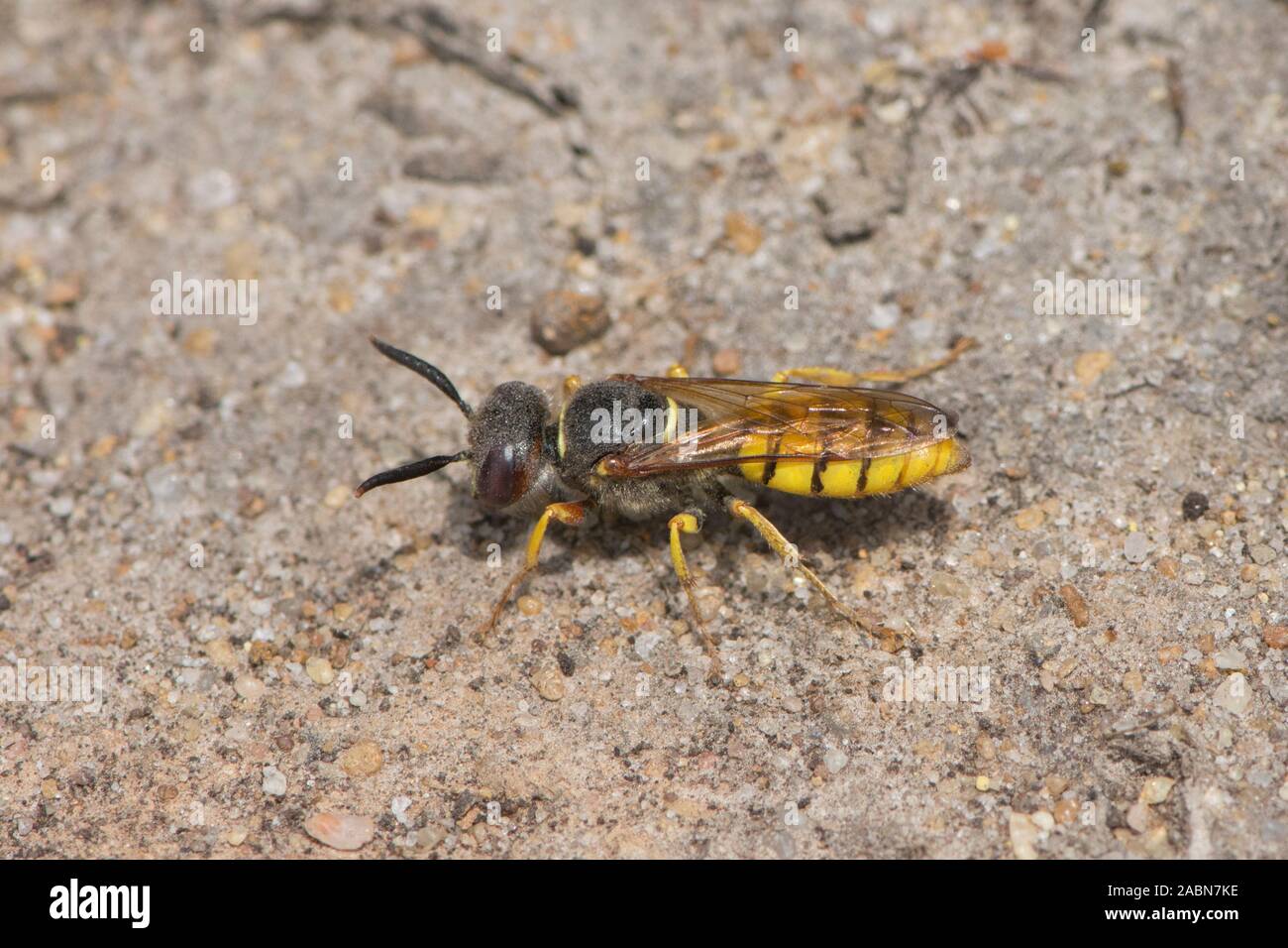 Digger Wasp, Philanthus Triangulum, Europäischen beewolf, Bee-killer Wasp, Sussex, UK, Juli Stockfoto