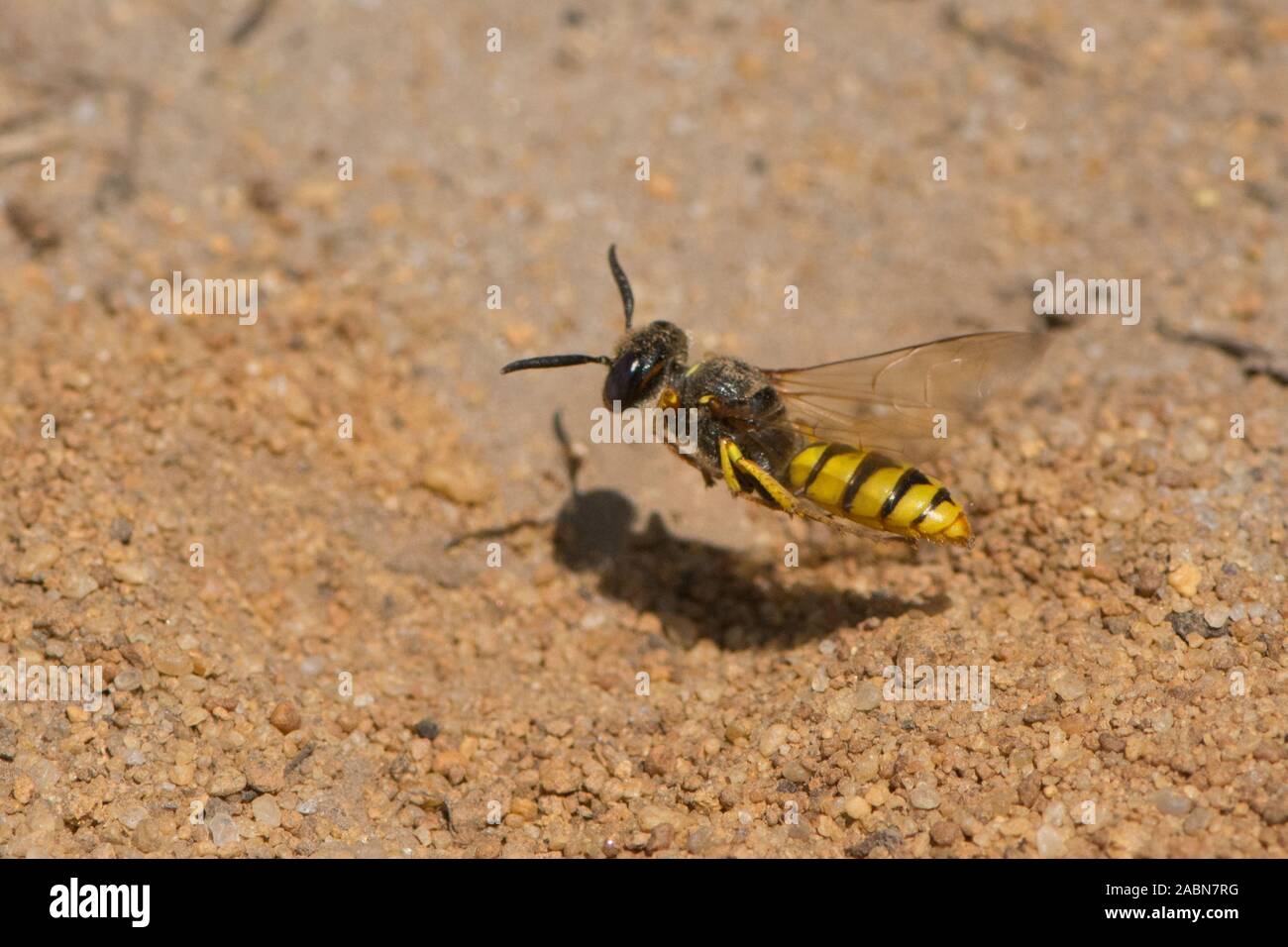 Digger wasp Fliegen, Philanthus Triangulum, Europäischen beewolf, Bee-killer Wasp, Sussex, UK, Juli Stockfoto