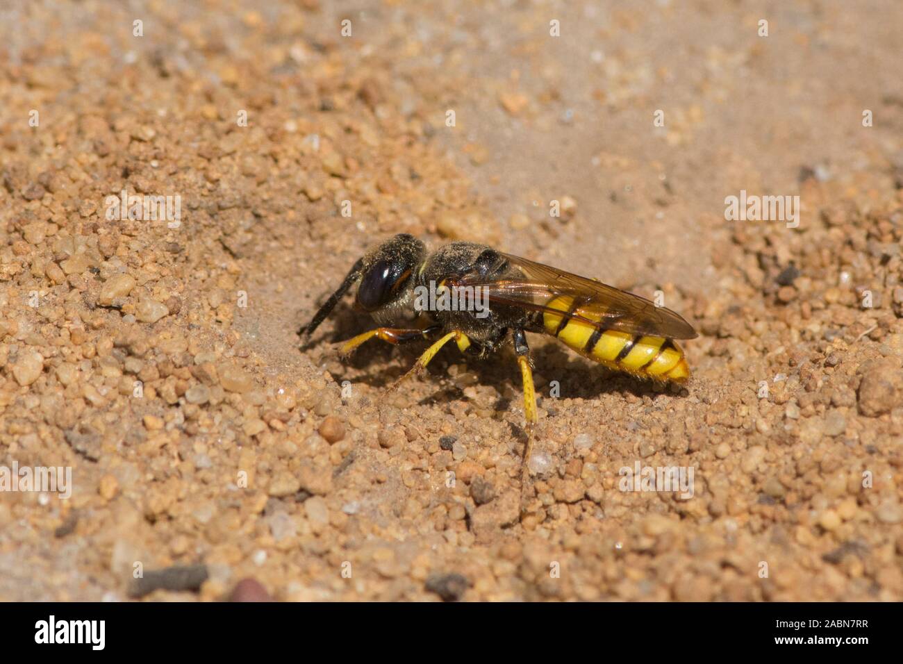 Digger wasp Öffnung Nest, Philanthus Triangulum, Europäischen beewolf, Bee-killer Wasp, Sussex, UK, Juli Stockfoto