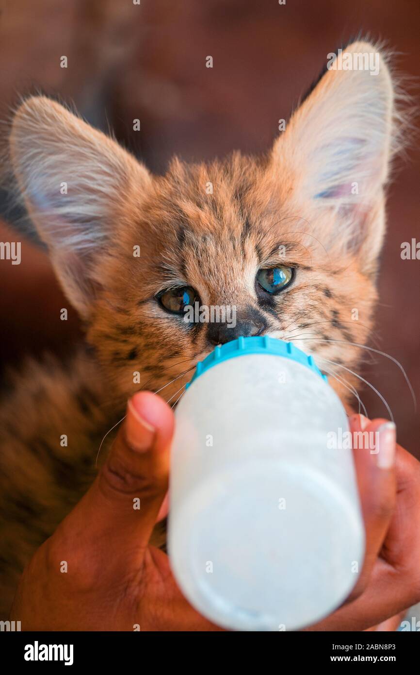 Nahaufnahme Porträt einer 2 Monate alten serval Kätzchen (Leptailurus serval) mit der milchflasche an eine Zucht in der Nähe von Cullinan, Südafrika zugeführt wird Stockfoto
