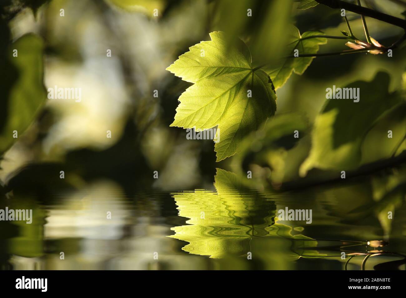 Sycamore maple leaf in den Wald. Stockfoto