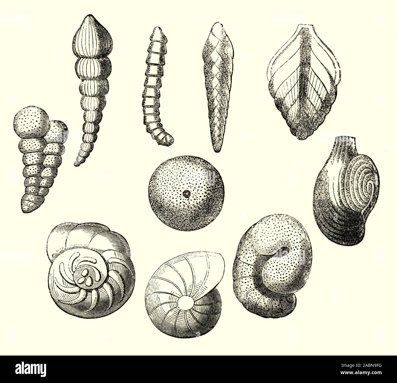 Die Schalen der verschiedenen Muscheln (oder Muscheln). Die Shell ist in der Regel eine kalkhaltige Exoskelett, umschließt, unterstützt und schützt die weichen Teile eines Tieres im Stamm Mollusca, die Schnecken, Muscheln, Tusk Tanks einschließt, und mehrere andere Klassen. Stockfoto