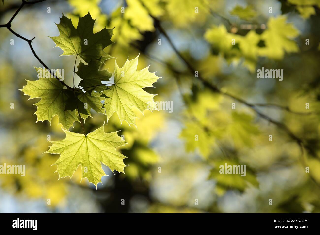 Frühling ahorn Blätter während des Sonnenuntergangs. Stockfoto