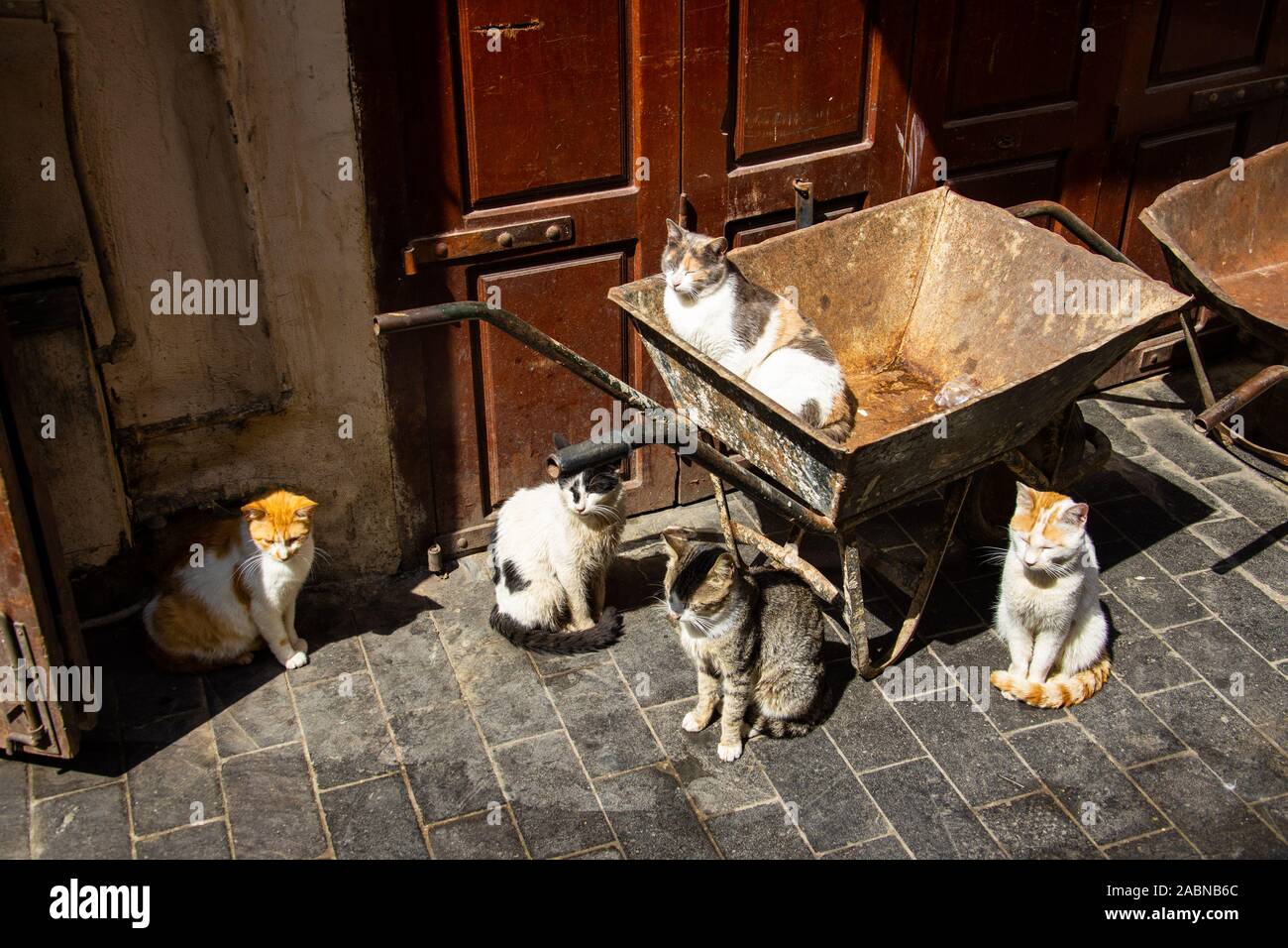 Streunende Katzen im Souk, Sidon oder Saida, Libanon Stockfoto
