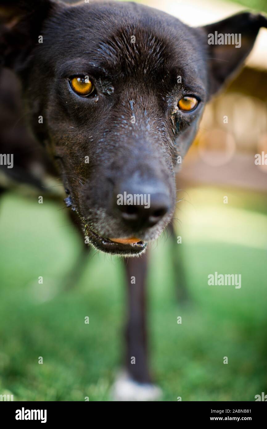 Der schwarze Hund nasse Schnauze close up, leicht gelbe Augen,  respektvollen Blick Stockfotografie - Alamy