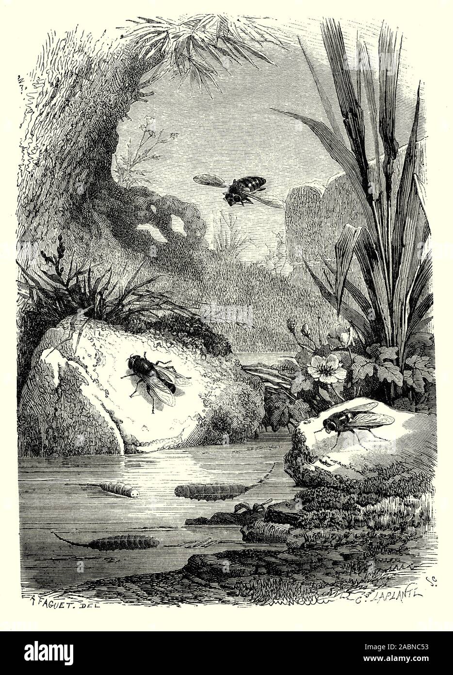 Ein Flußufer, das die Erwachsenen Drohne Fliegen (Eristalis Tenax) und