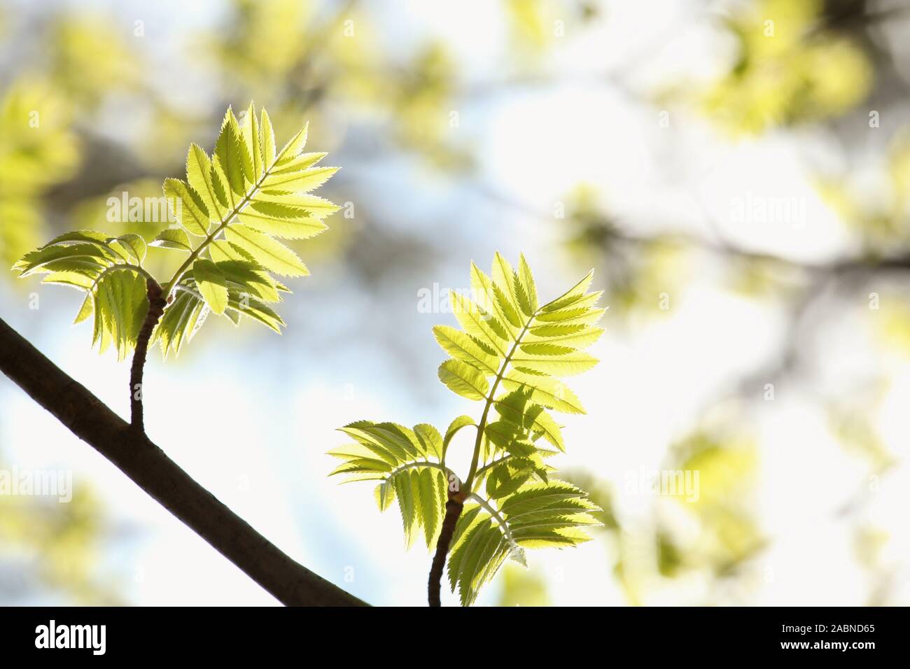 Feder Rowan berry Blätter gegen den blauen Himmel. Stockfoto