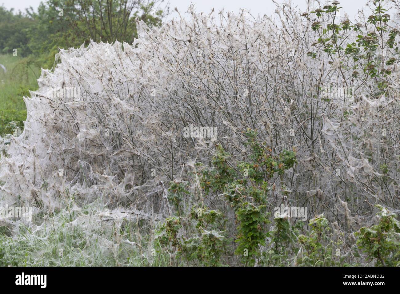 Gespinstmotte Pfaffenhütchen-Gespinnstmotte Pfaffenhütchen-Gespinstmotte,,, Gespinnstmotte, Raupen, ein Pfaffenhütchen, Pfaffenhütchenge Raupengespinst Stockfoto