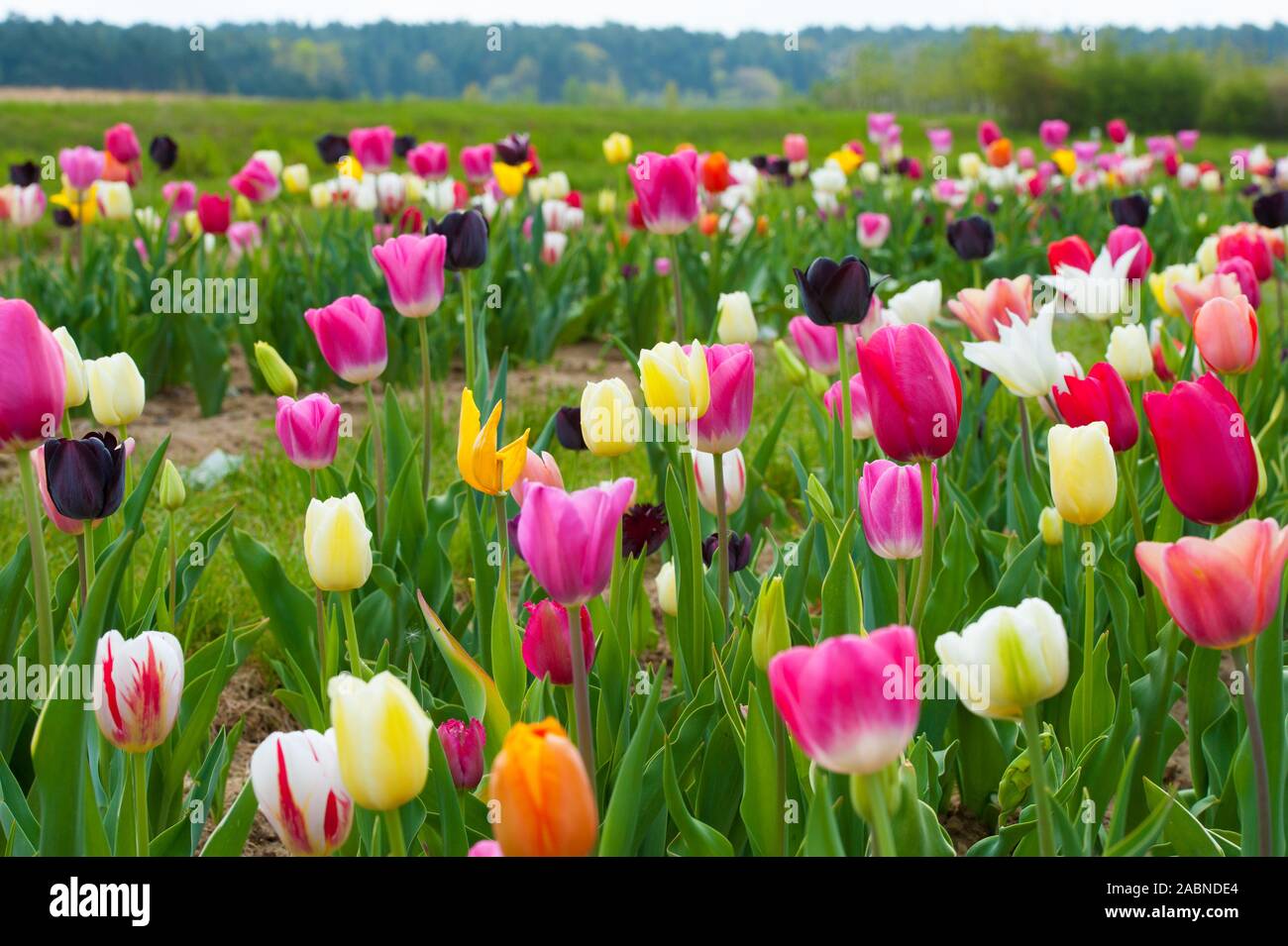 Bunte Tulpen Felder im Frühling Stockfoto