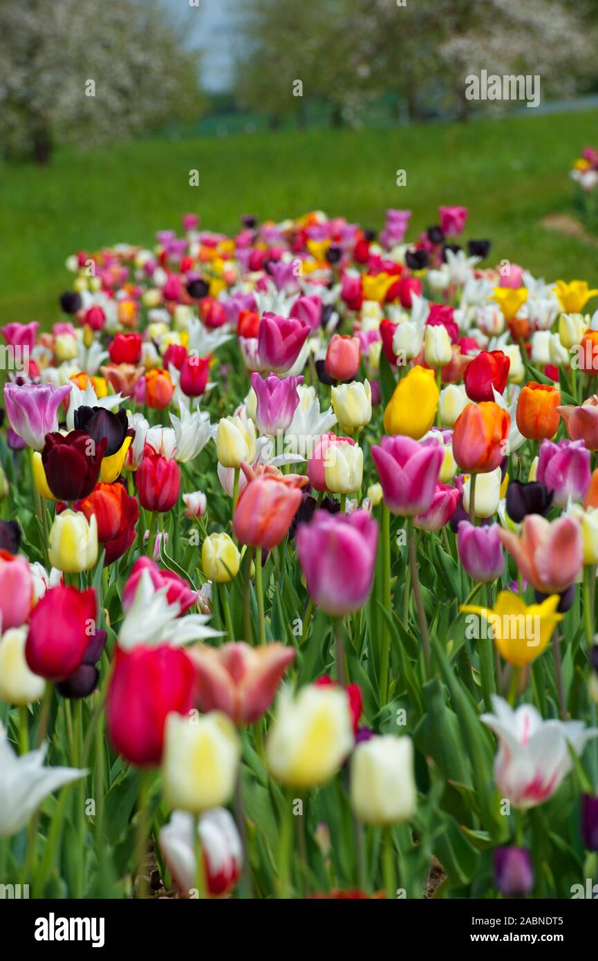 Bunte Tulpen Felder im Frühling Stockfoto