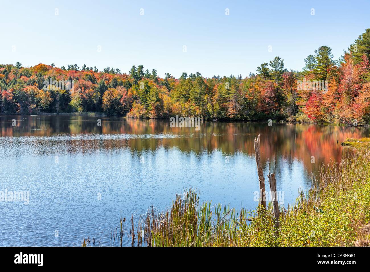Bunte Bäume im Herbst am Ufer eines Sees unter klaren Himmel Stockfoto