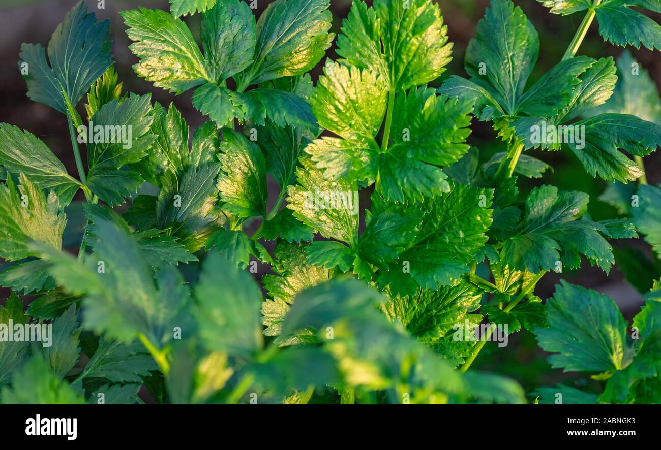 Die jungen frischen Blätter Sellerie close-up. Das Konzept des ökologischen Landbaus. Close Up. Stockfoto