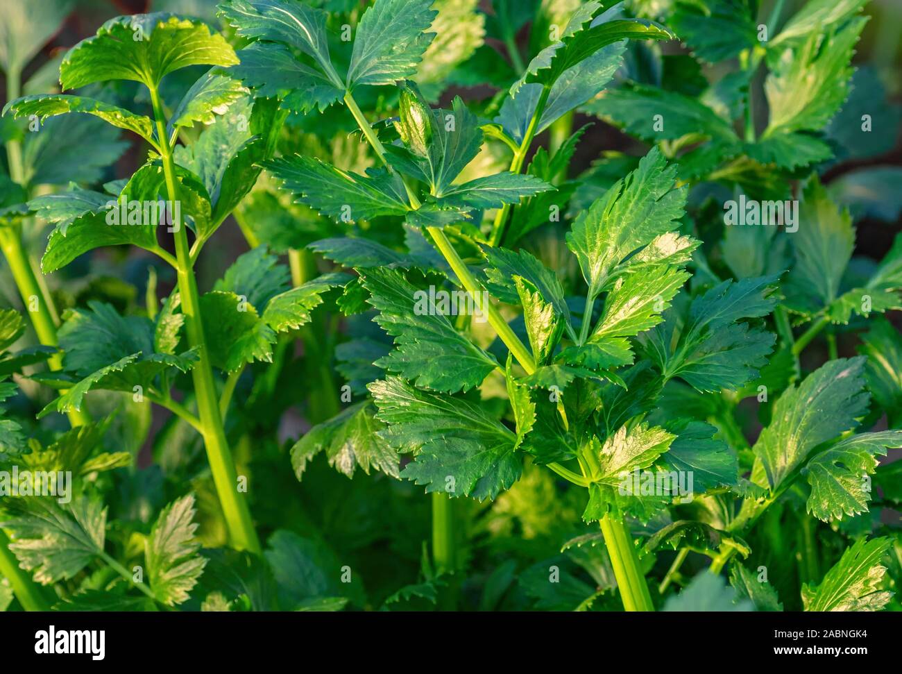 Junge frische grüne Sellerie. Das Konzept des ökologischen Landbaus. Close Up. Stockfoto