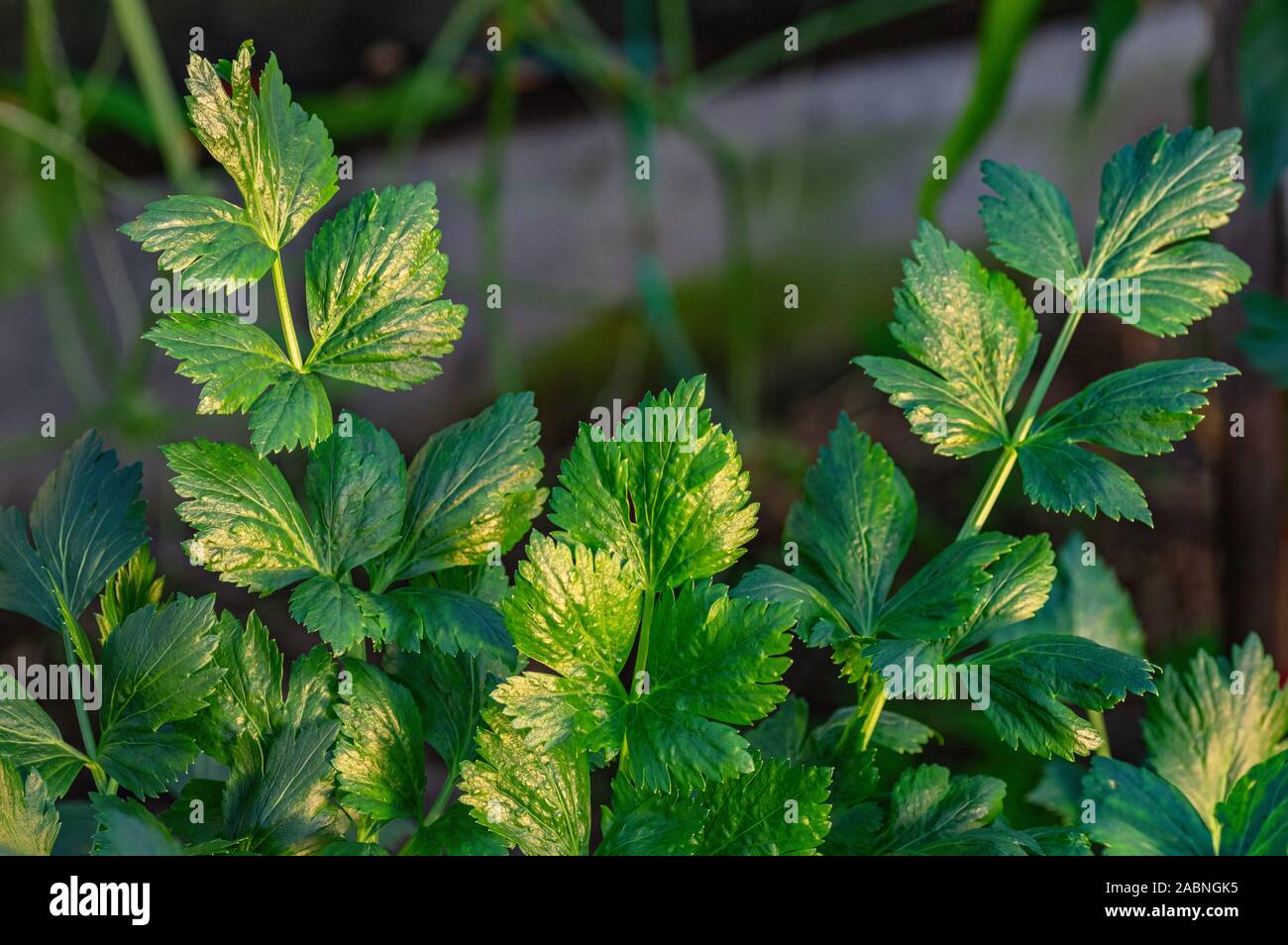 Junge frische grüne Sellerie. Das Konzept des ökologischen Landbaus. Close Up. Stockfoto